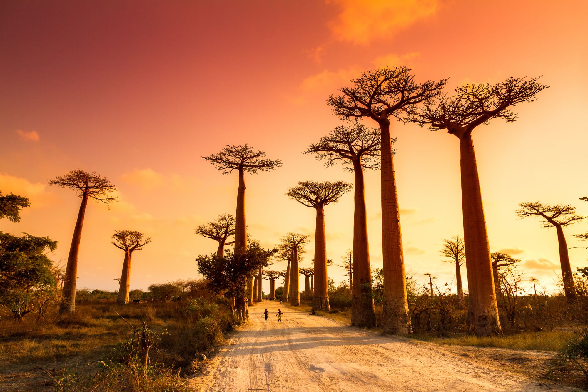 Affenbrotbäume auf Madagaskar