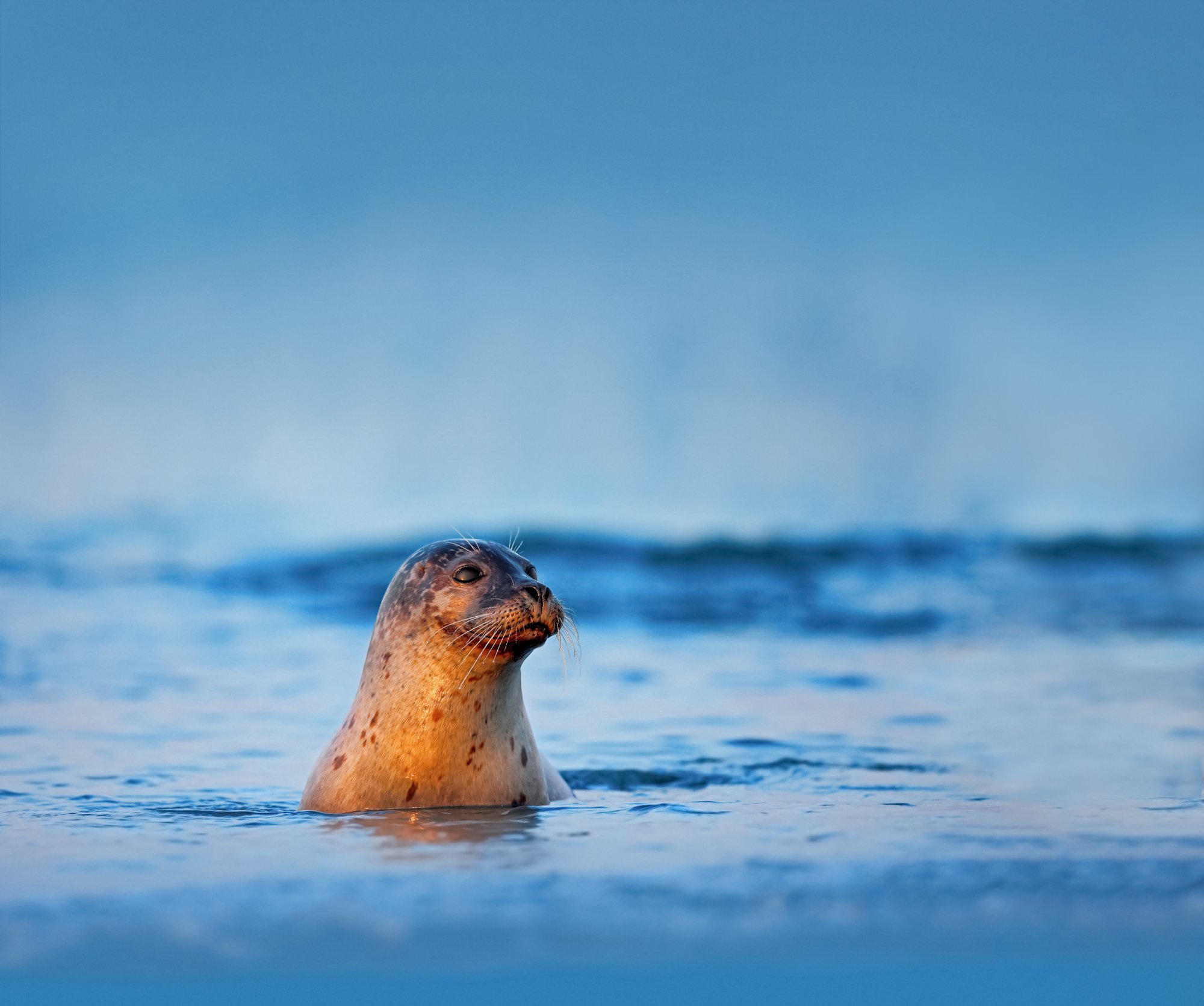 Atlantic Grey Seal, Halichoerus grypus, portrait in the dark blue water with morning sun, animal swimming in the ocean waves, Helgoland Island, Germany.; Shutterstock ID 541733413; Kunde (Pflichtfeld): -; Projekt (Pflichtfeld): -