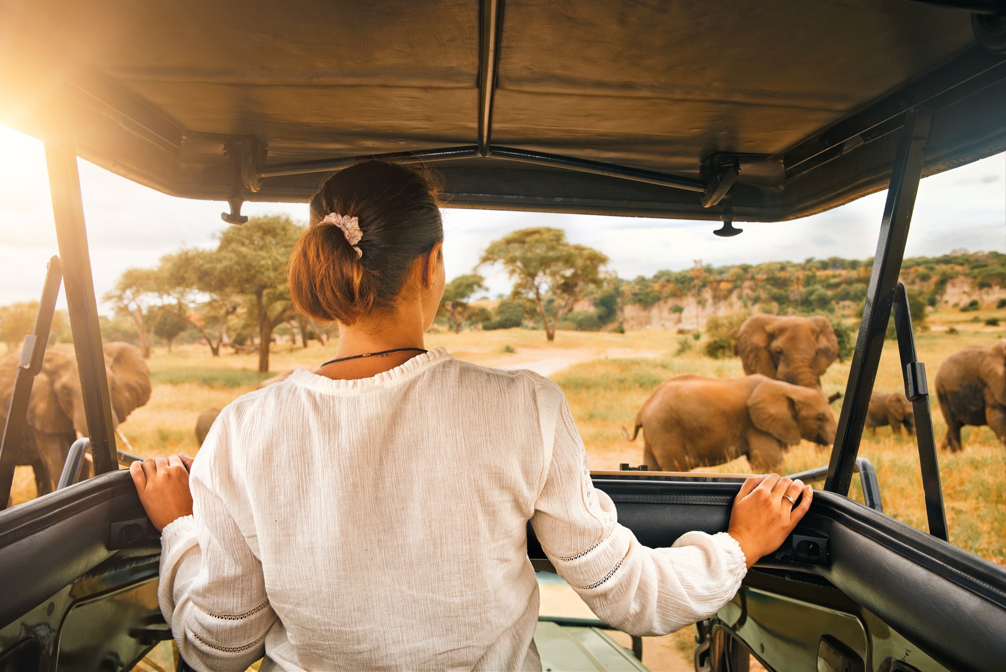 Woman tourist on a safari in Africa, traveling by car with an open roof in Kenya and Tanzania, watching elephants in the savannah. Tarangire National Park.