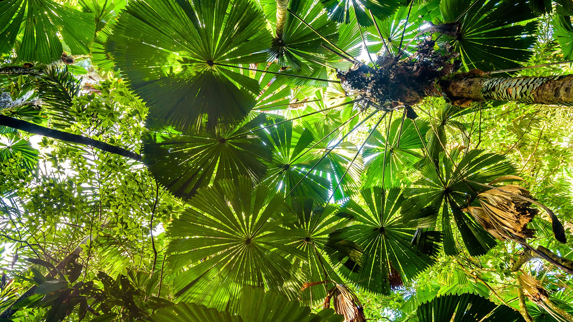 Licuala Ramsayi tree in the Daintree rainforest, Queensland