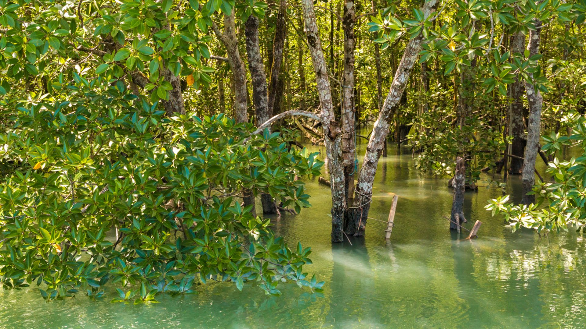 Schlauchbootsafari durch die Mangroven