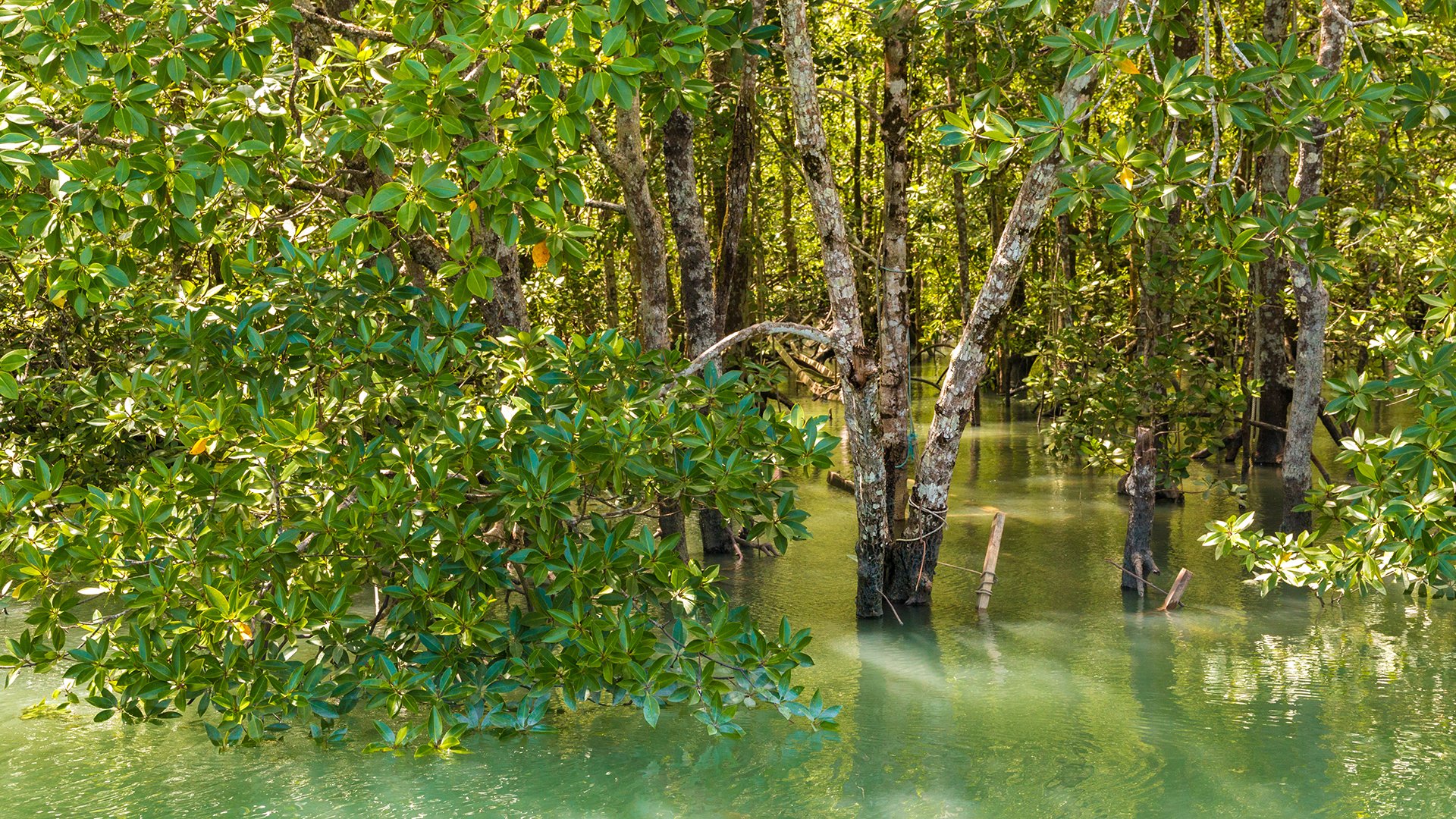 A dense forest of salt-tolerant mangrove trees of the Rhizophoraceae family with white bark and thick leathery leaves, flooded by turquoise water in the Kilim Geoforest Park in Langkawi, Malaysia.