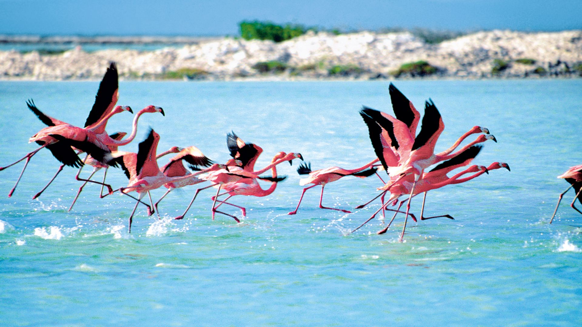 Insel der Flamingos mit dem Bike entdecken