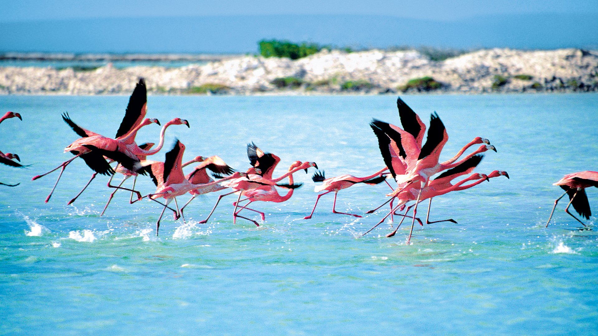 Caribbean Flamingos preparing to take off in flight at Bonaire, Netherlands Antilles