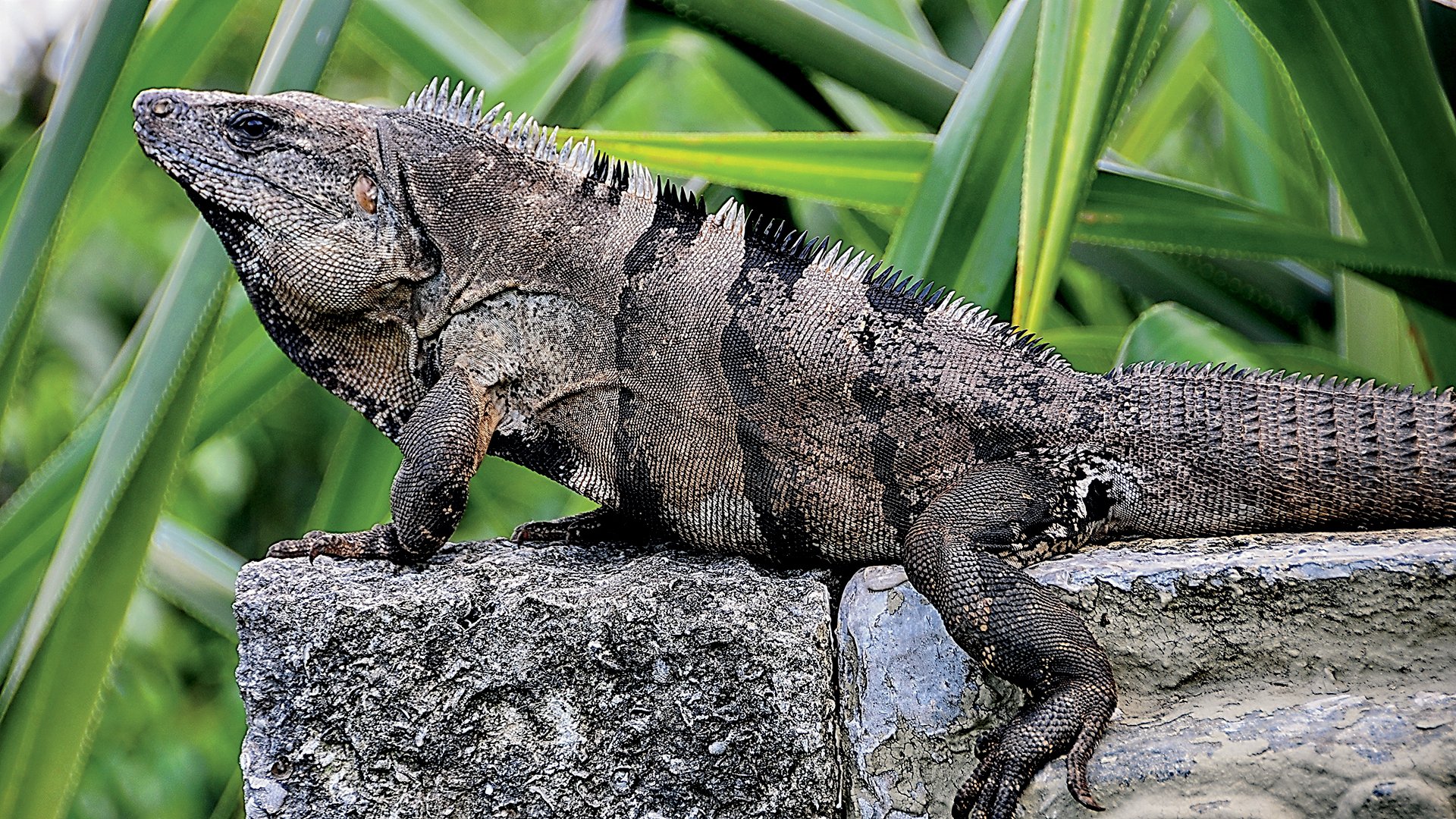 Die Tierwelt von Belize