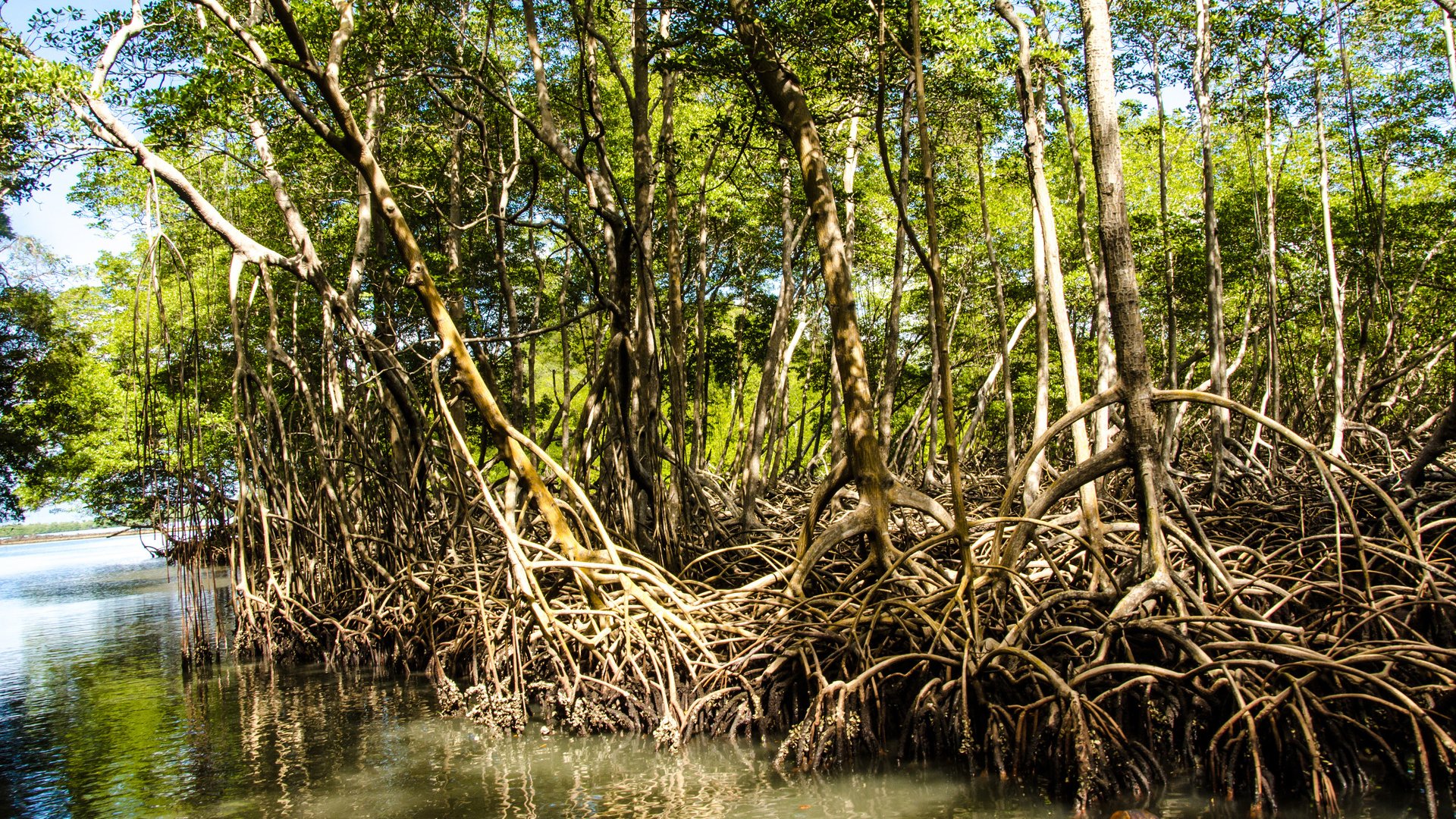 Mangroves in the Caribbean