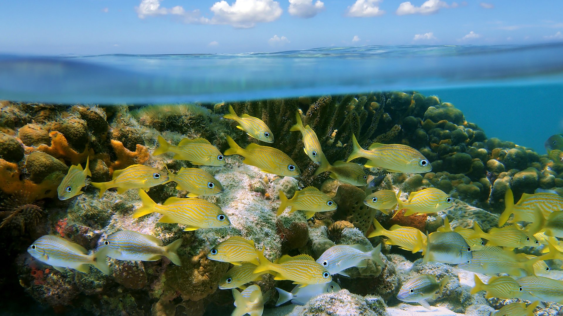 Underwater and surface view with a shoal of tropical fish in a coral reef and a blue sky with small clouds