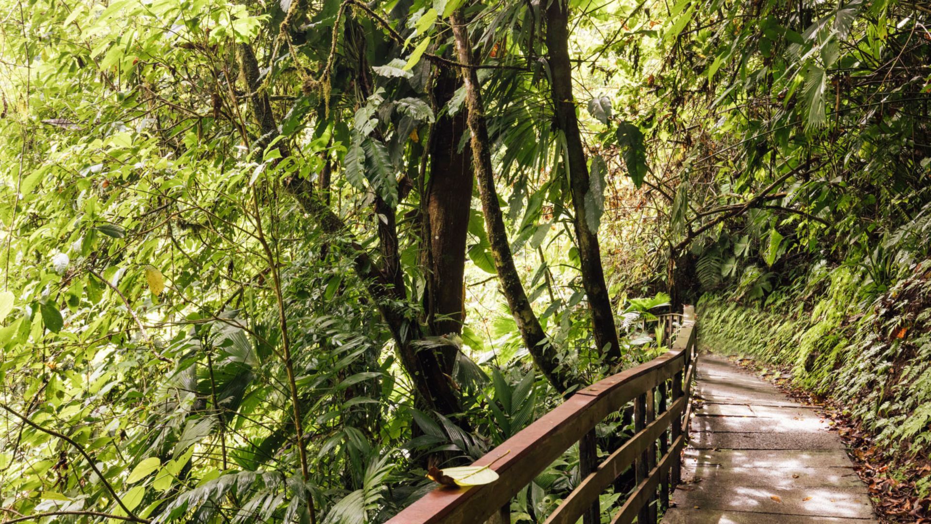 Costa Ricas Nationalparks exklusiv entdecken