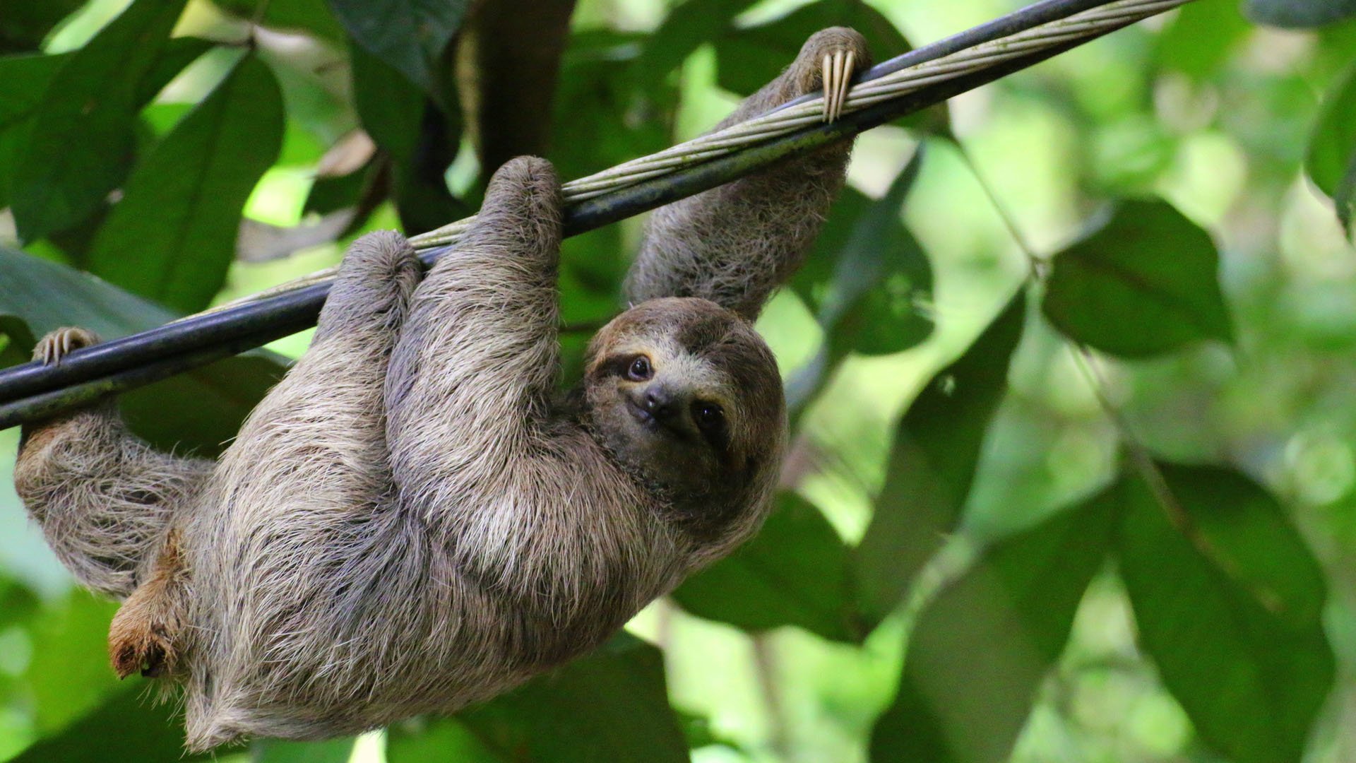 Young Brown-throated Sloth (Bradypus Variegatus) hanging on a cable, Costa Rica.