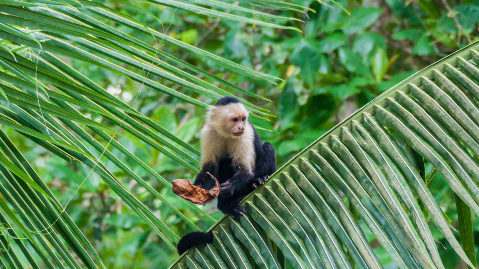 White-headed capuchin monkey (Cebus capucinus) in Cahuita National Park, Costa Rica