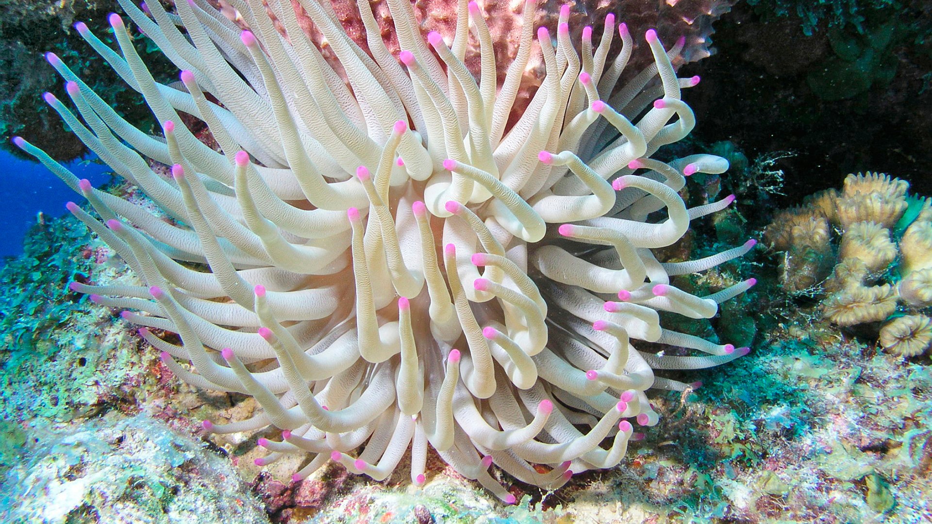 Giant sea anemone on reef in Cozumel Mexico.