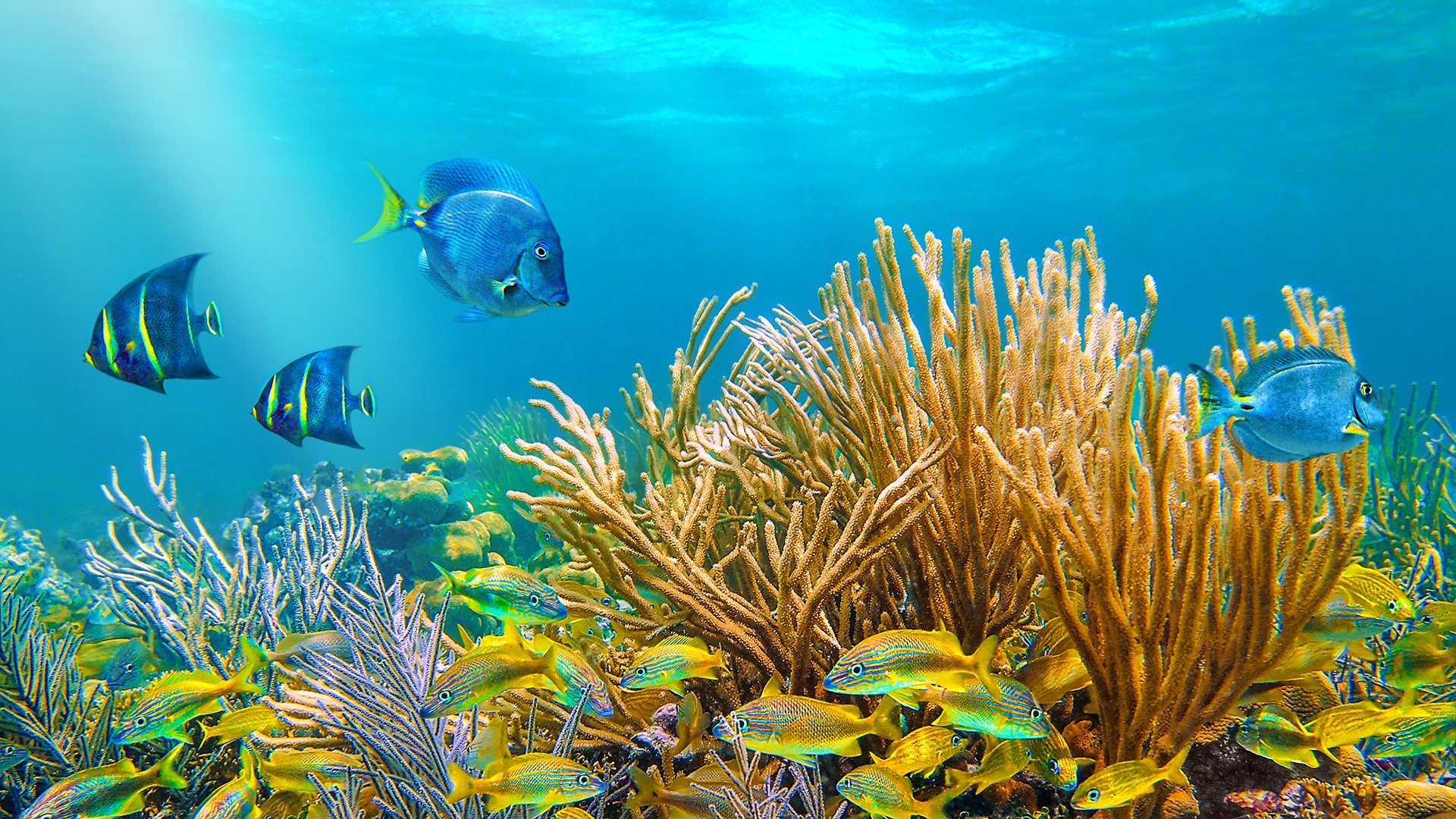 Coral reef with tropical fish in the Caribbean sea