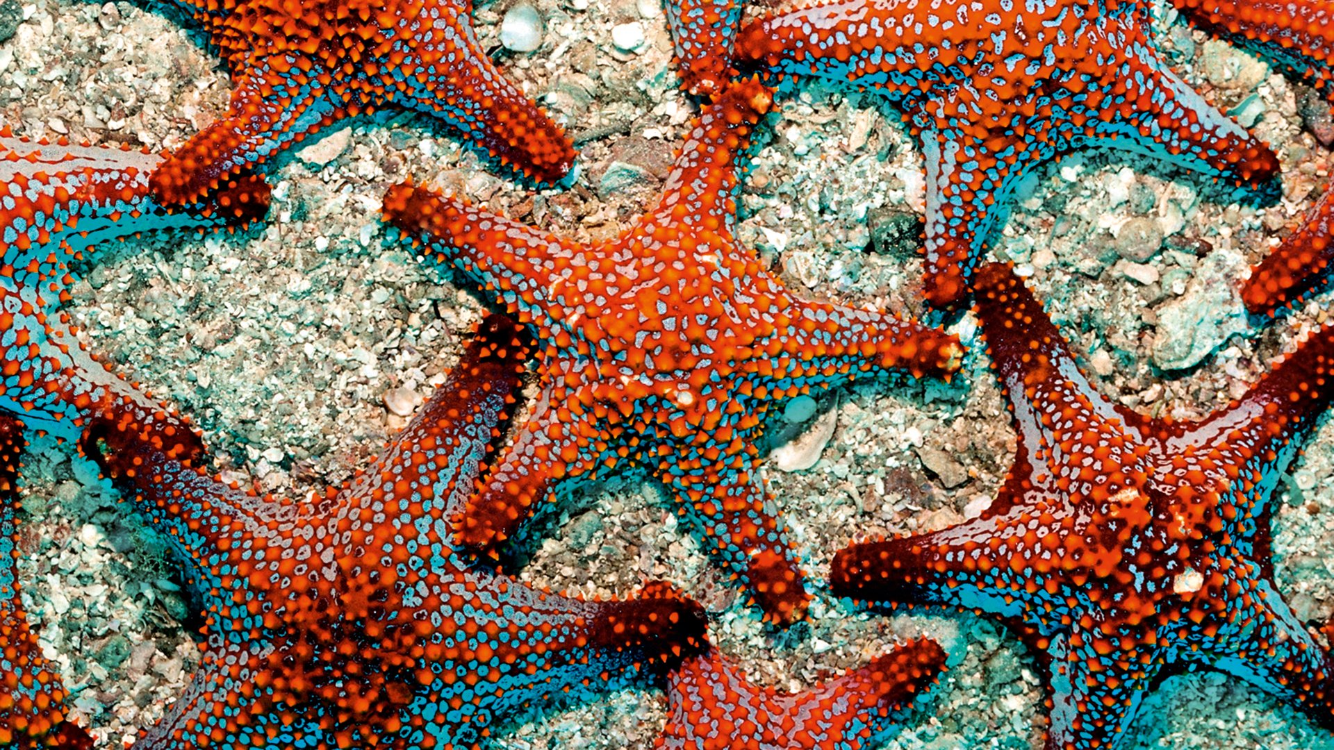 A2X1CT Red starfishes Asteroidea Mexico Sea of Cortez Baja California La Paz