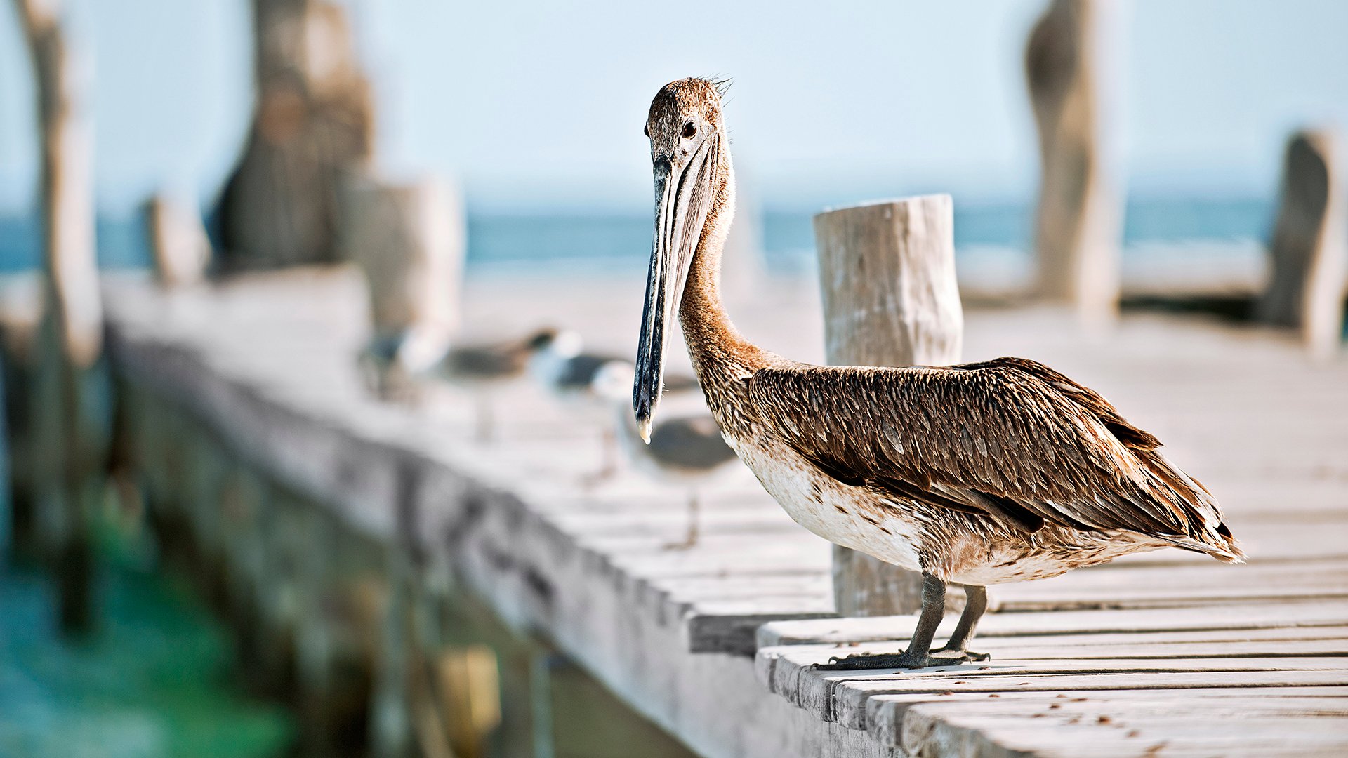 A brown pelican stands on a dock on Isla Mujeres.