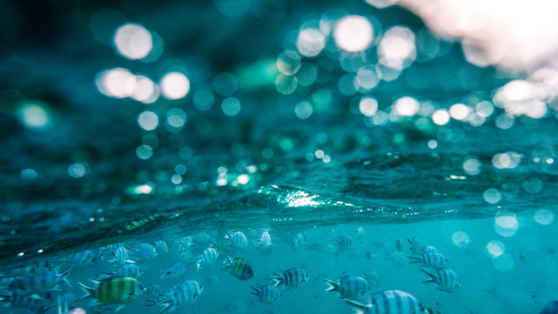 Die Unterwasserwelt vor Curaçao