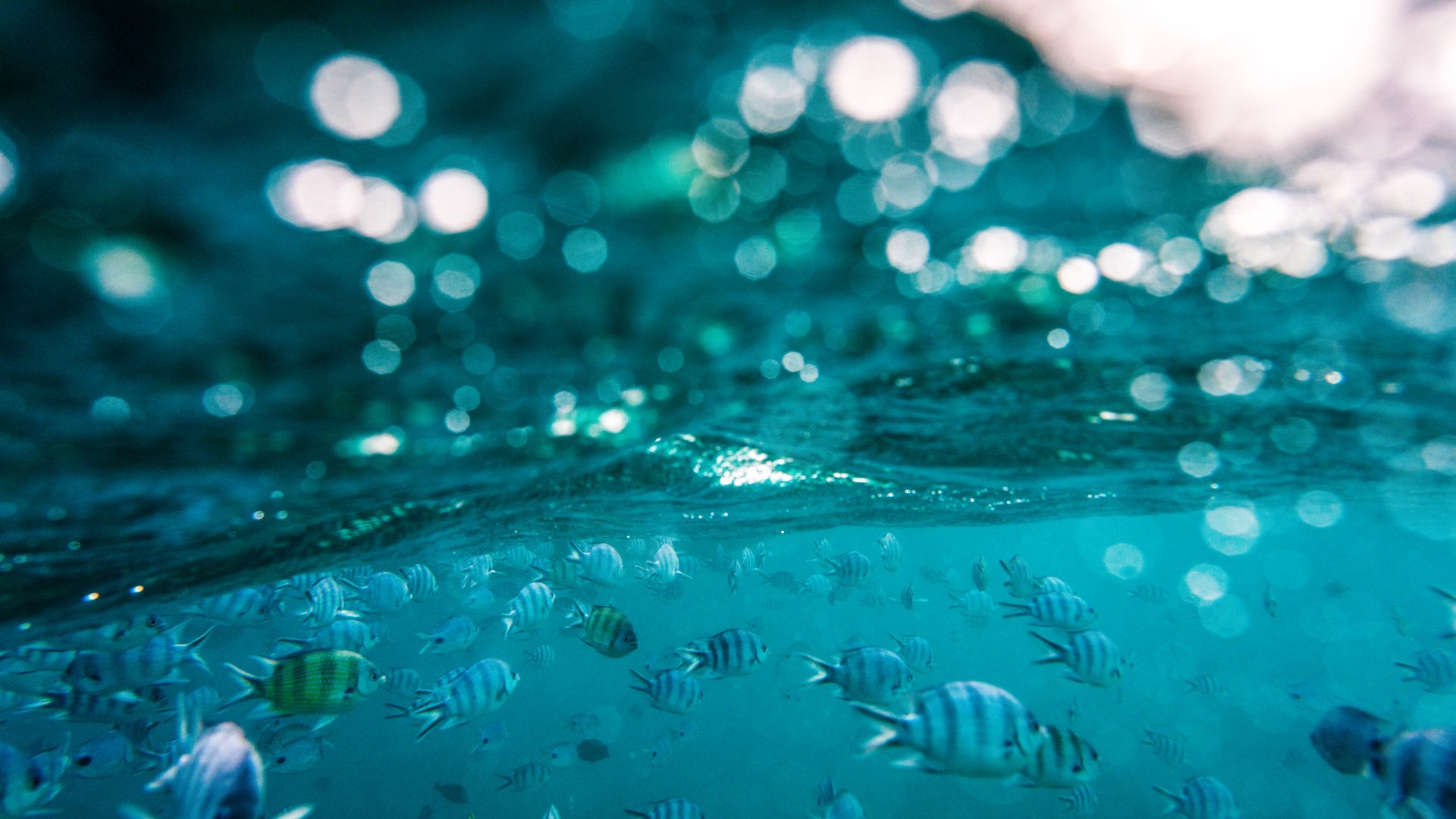 Die Unterwasserwelt vor Curaçao