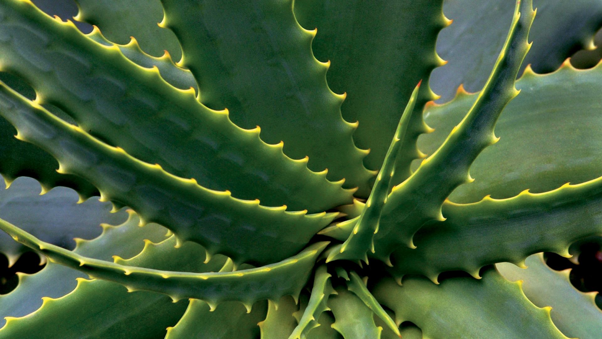 Blue Curaçao, Aloe Vera und Fort Nassau