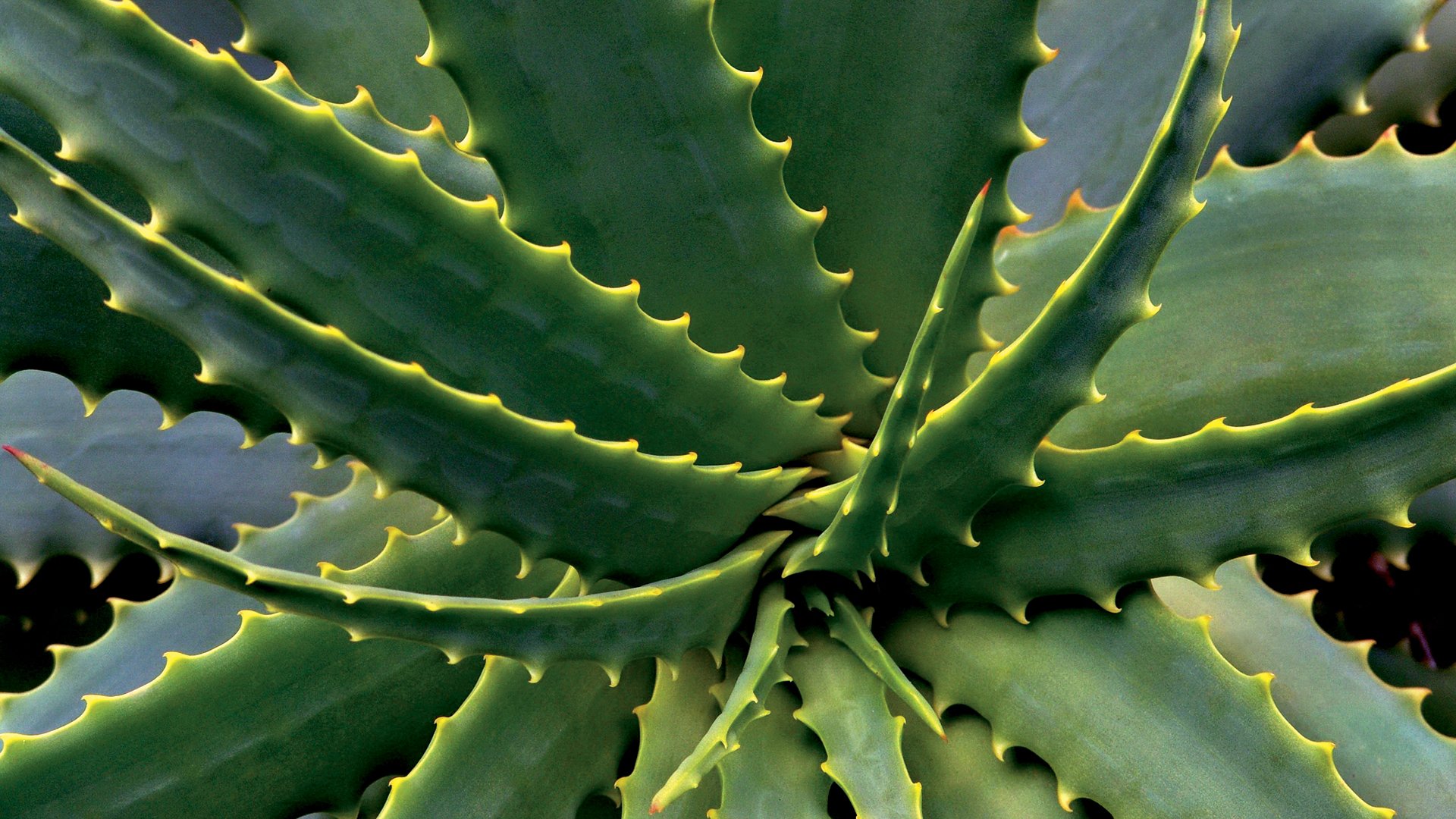 Blue Curaçao, Aloe Vera und Fort Nassau