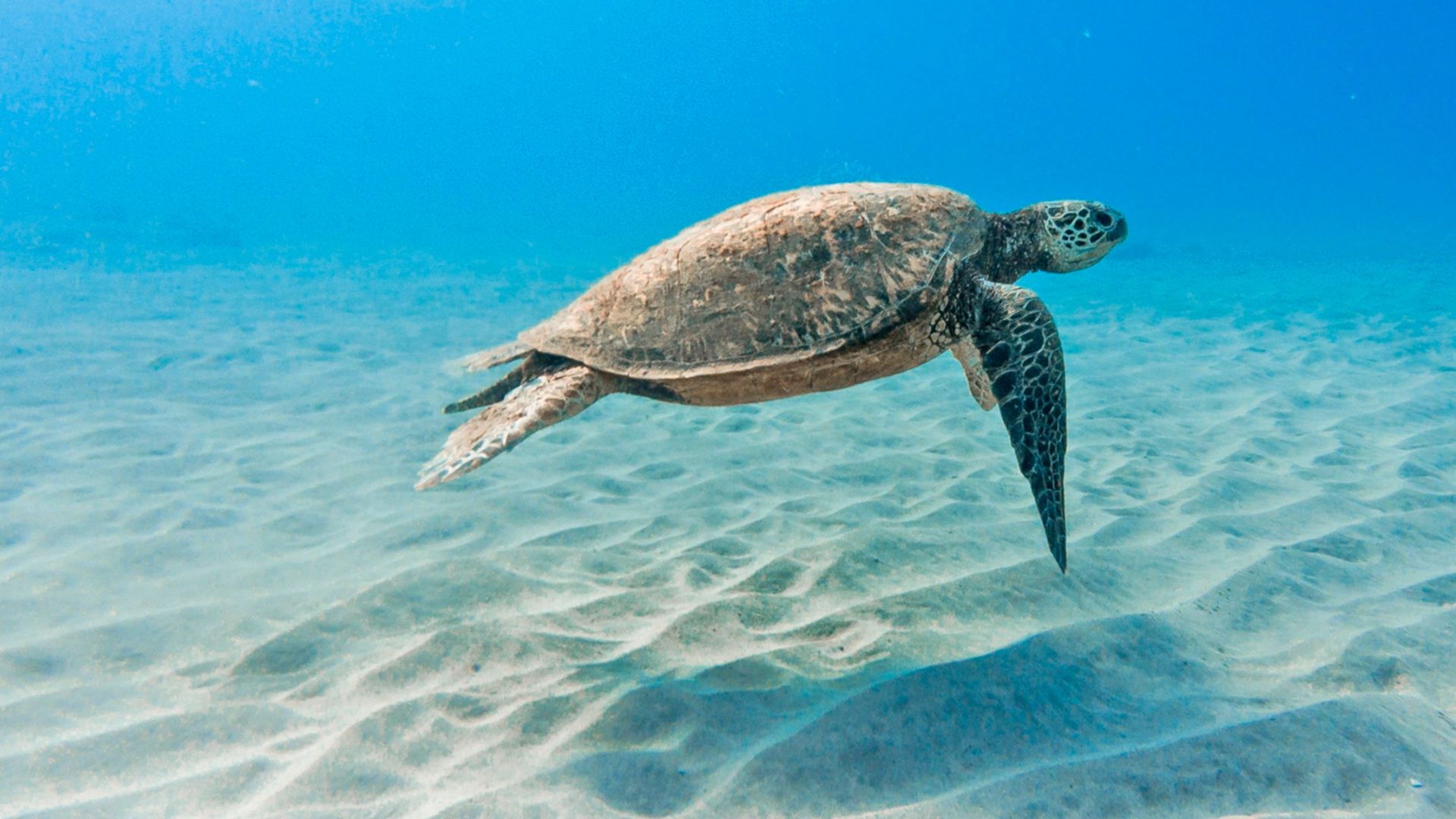 Geführte Schnorcheltour, Schildkröten und Strand