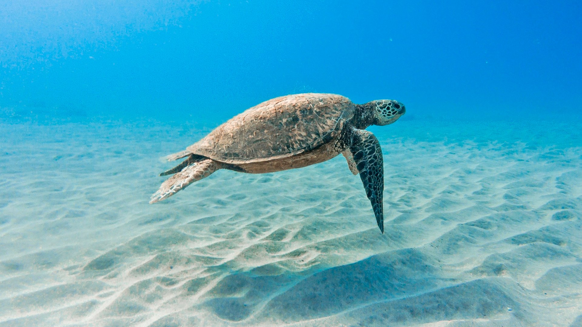 A beautiful closeup shot of a kemp's ridley sea turtle swimming underwater