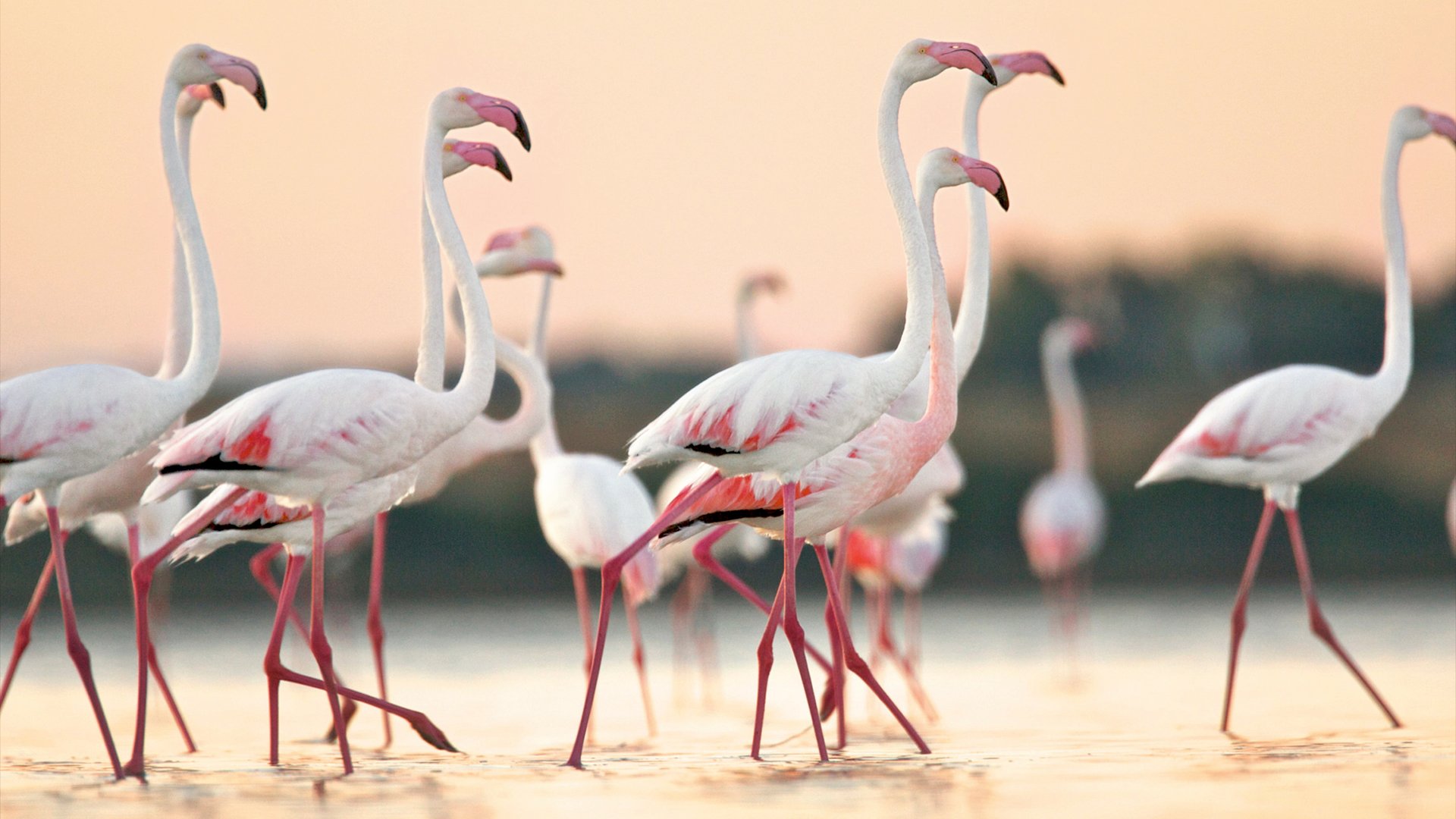 Group of flamingos at dawn, Oristano Region in Sardinia, Italy