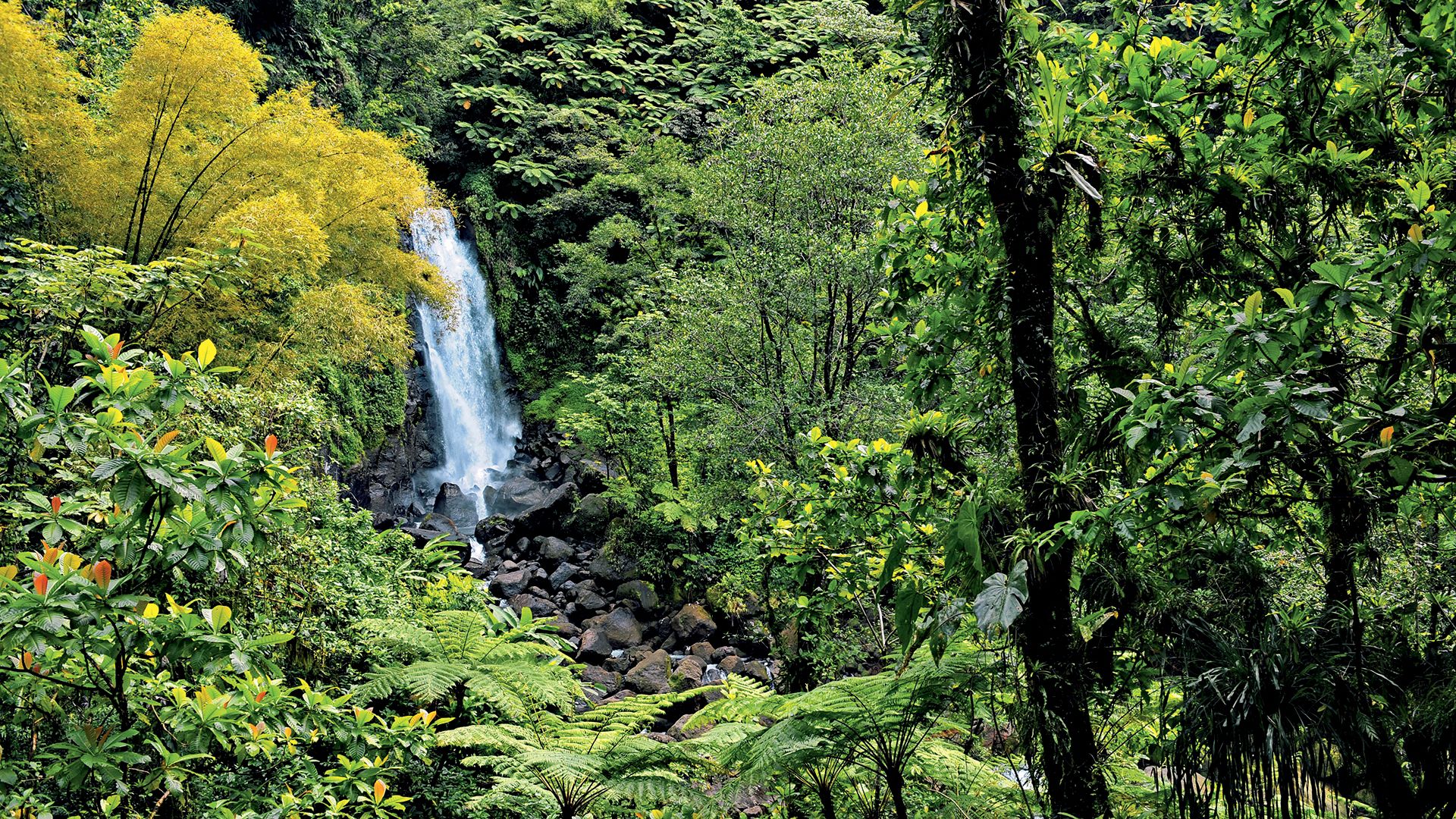 Erlebniswanderung in Dominicas Natur