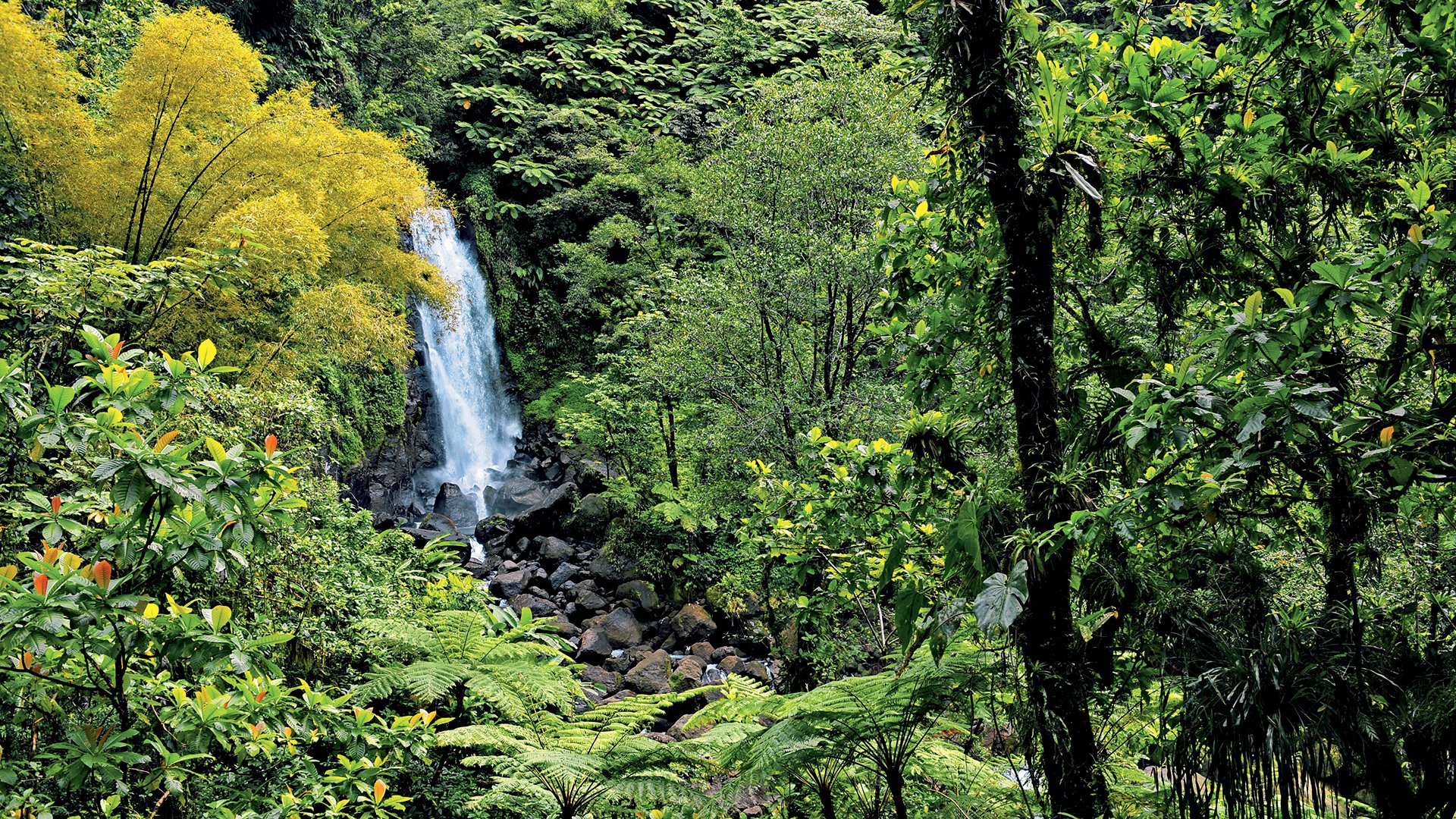 Erlebniswanderung in Dominicas Natur