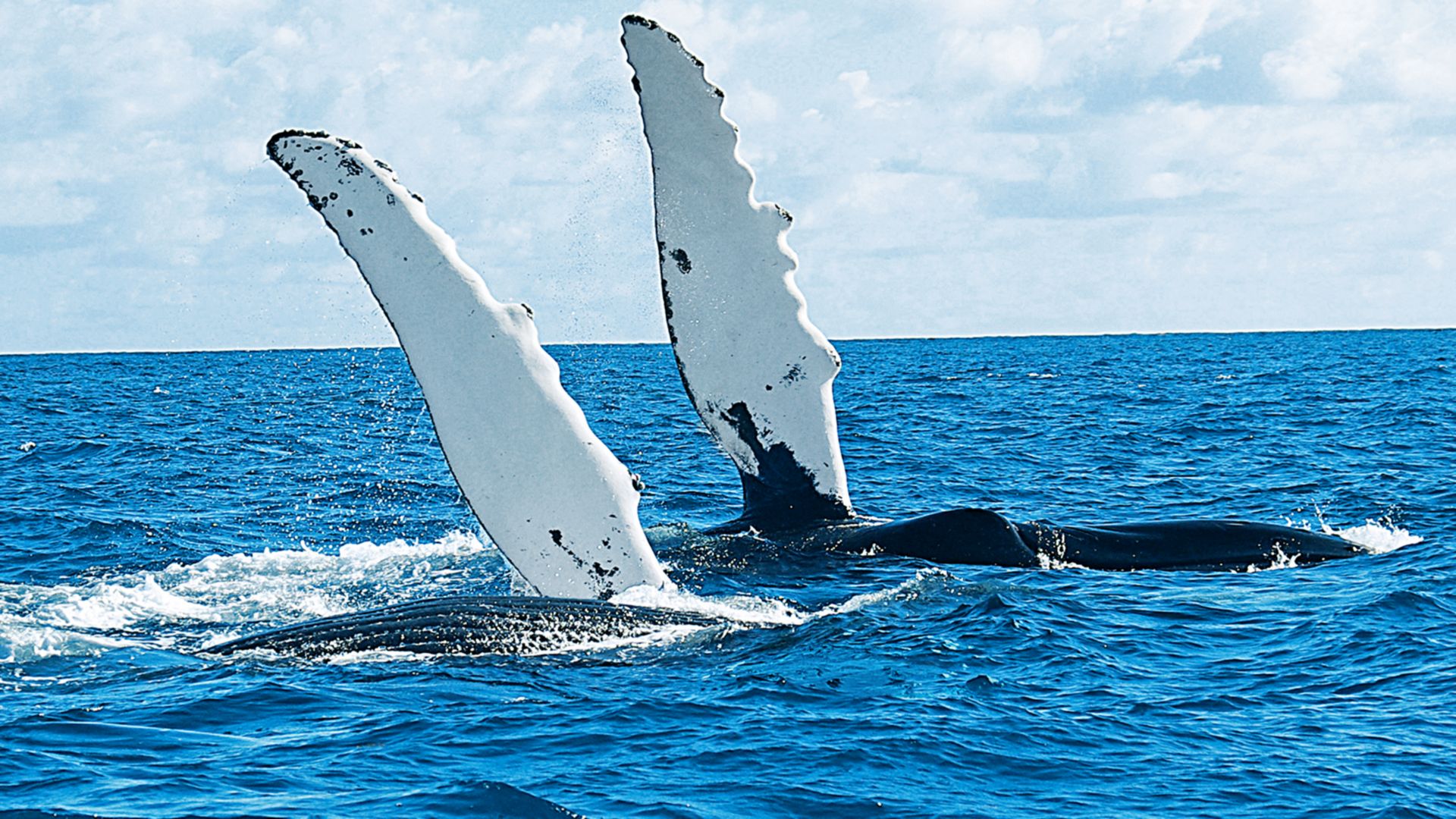 Walen ganz nah