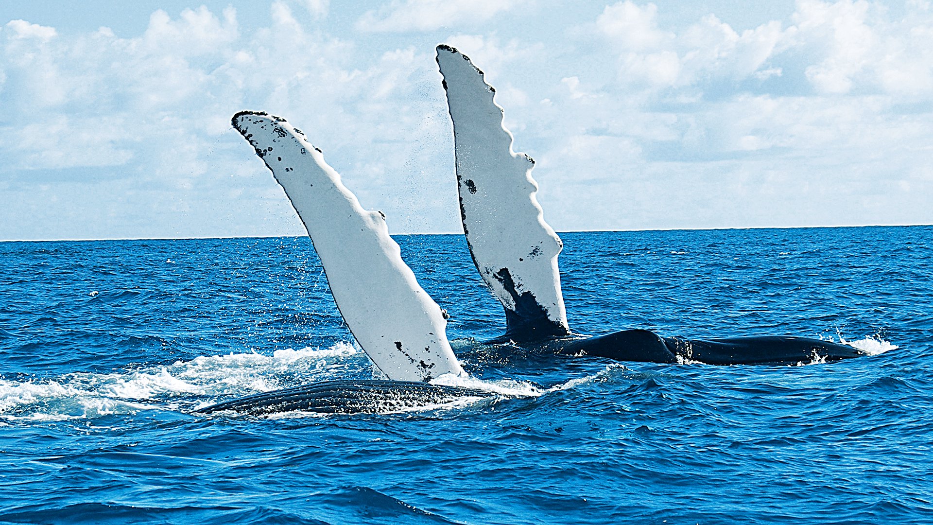 Two humpback whales