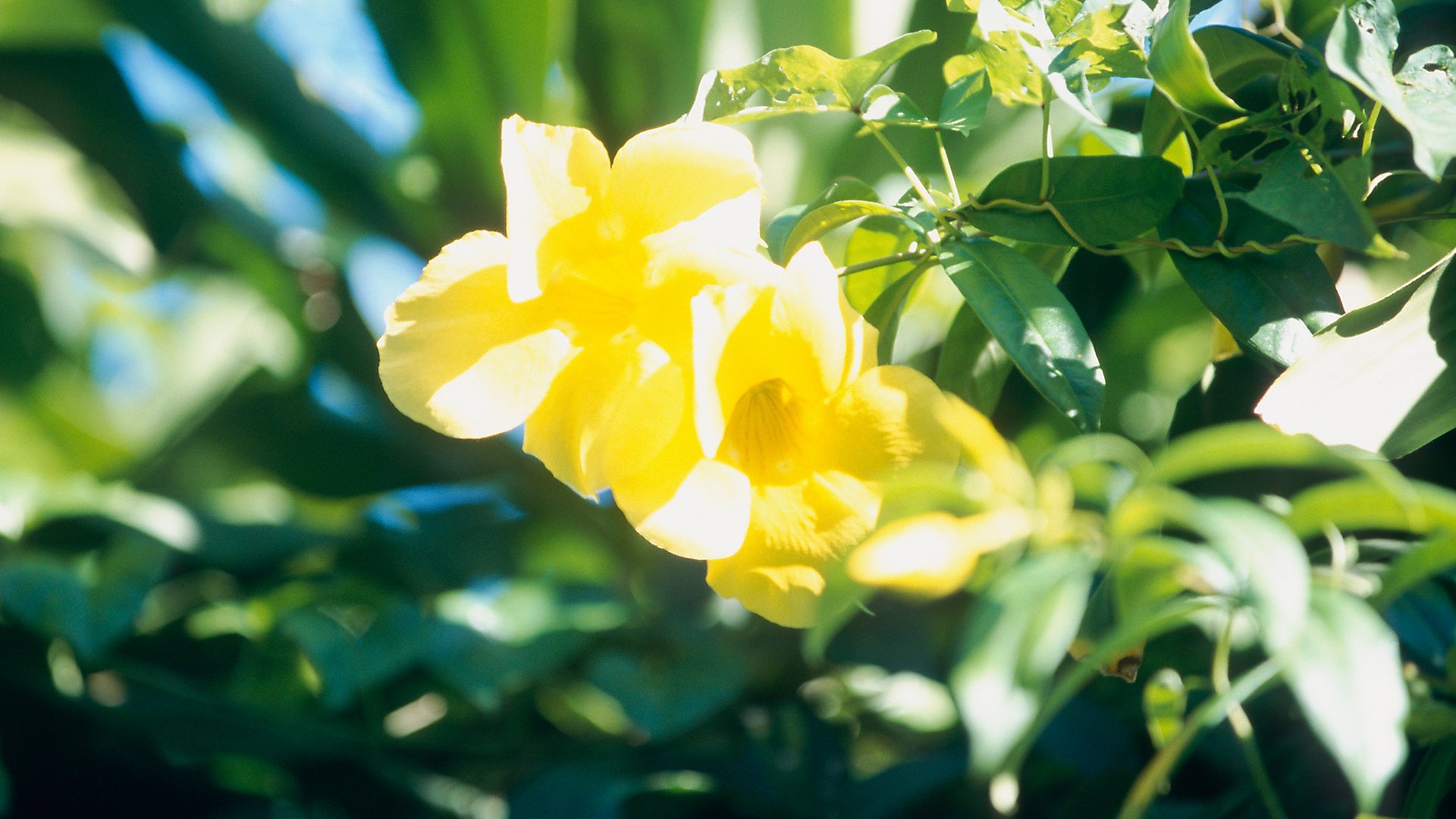 Botanischer Garten und Strand