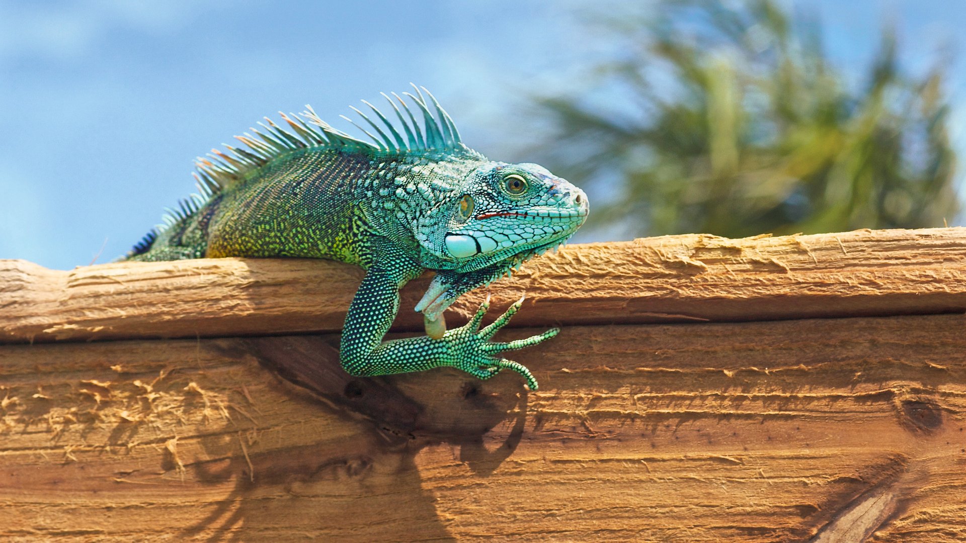 Iguanas have been on Curaçao since the dinosaurs lived on the island. These remaining large reptiles still dominate the remote island in the Caribbean.