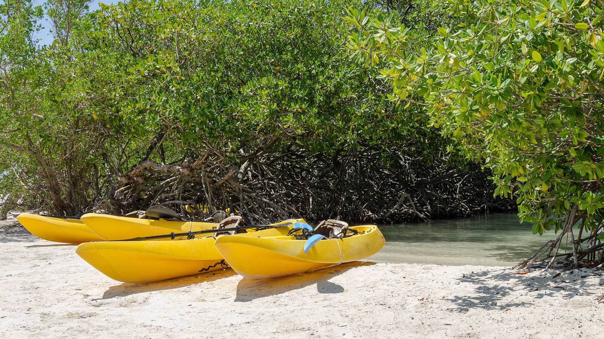 Kayaks at the Mangel Halto beach in Aruba, a caribbean paradise Island