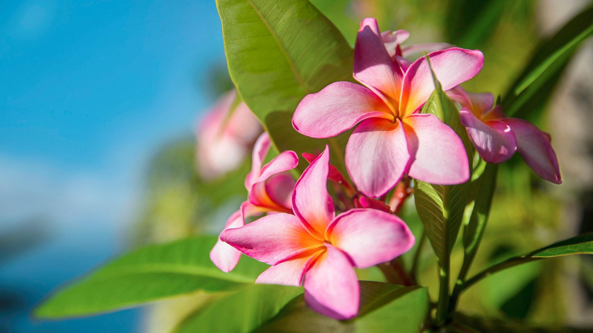 Close up of tropical pink flowers, Reunion Island