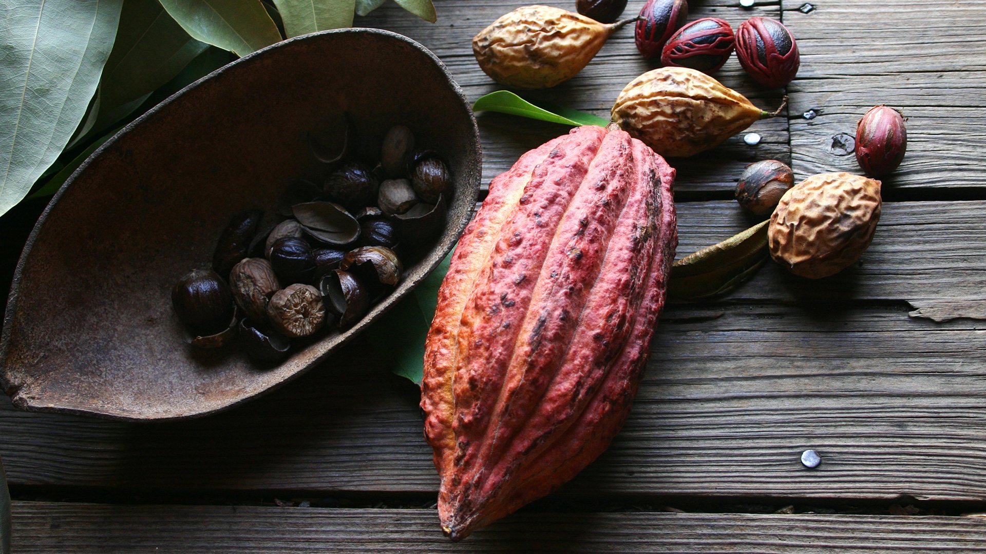 Lieblingsbohnen: Der Ursprung von Kaffee und Kakao