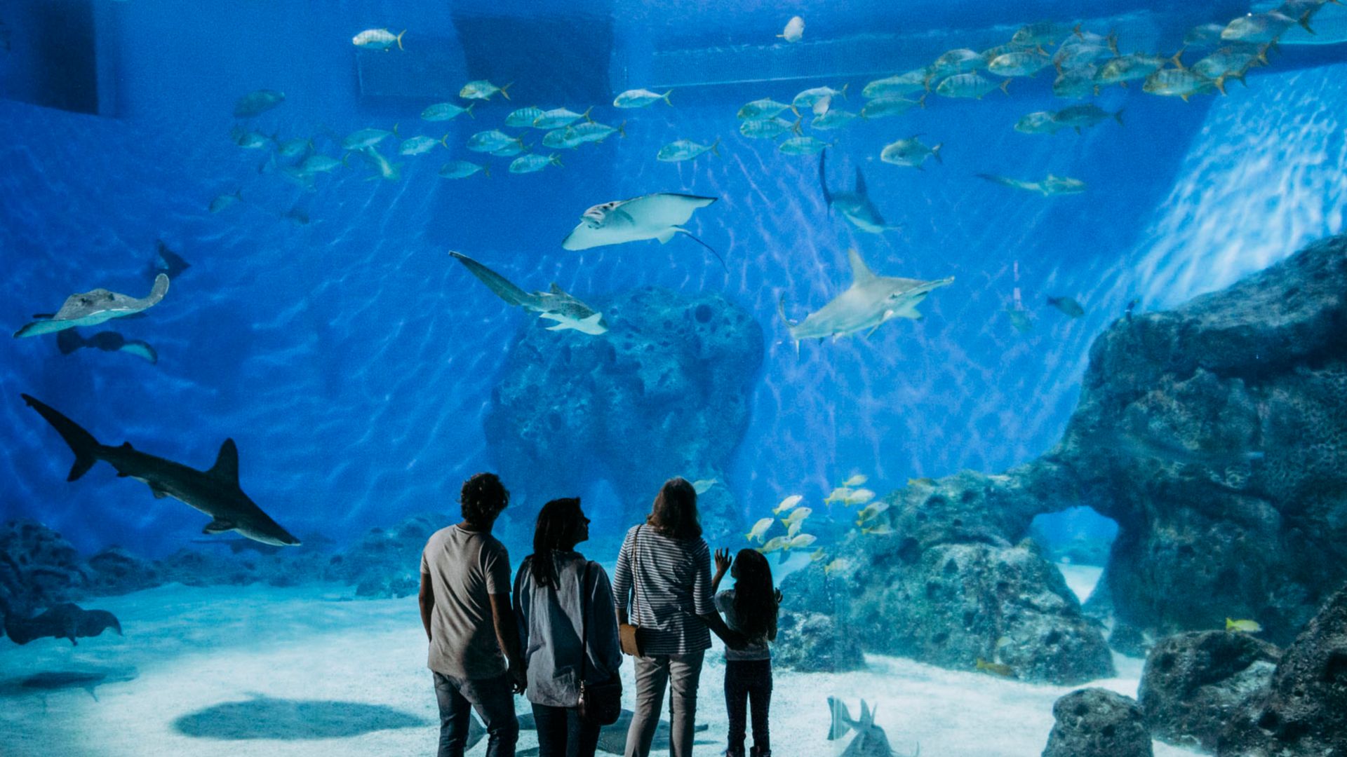 Sentosa Island und Weltgrößtes Aquarium