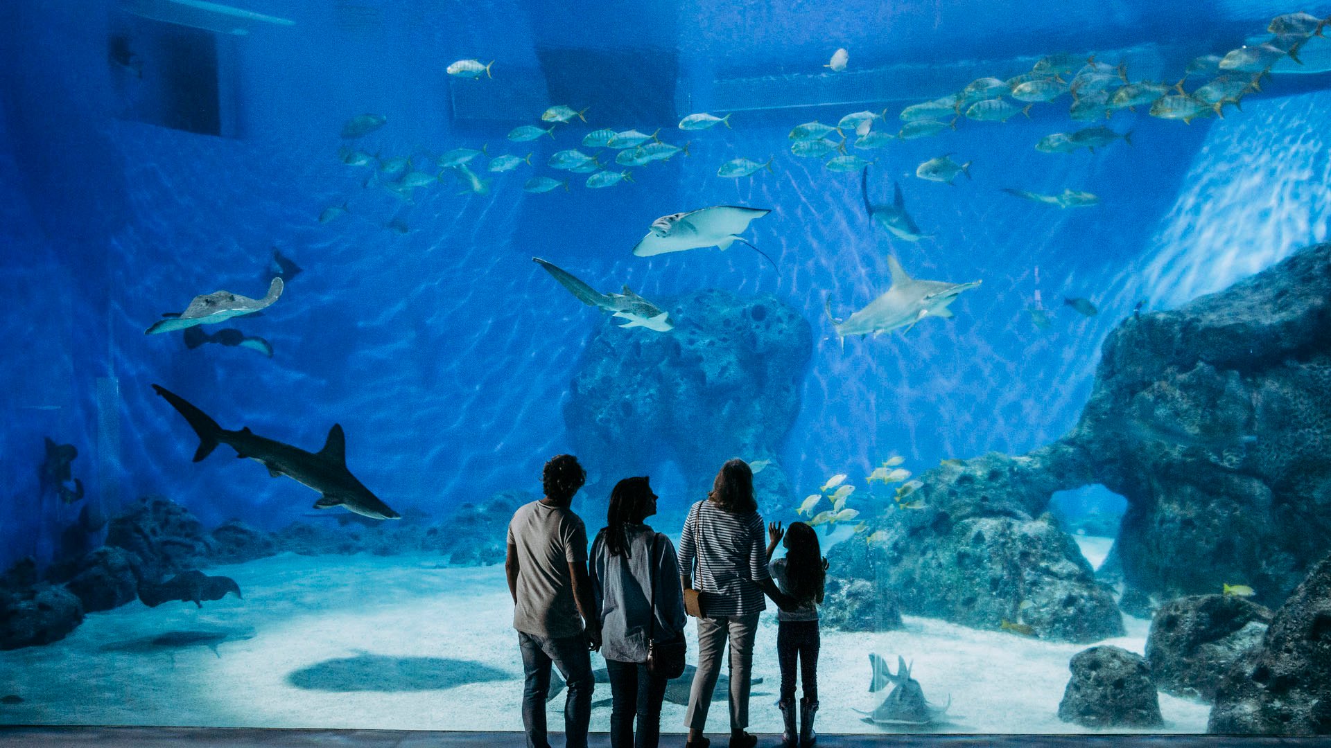 Sentosa Island und Weltgrößtes Aquarium