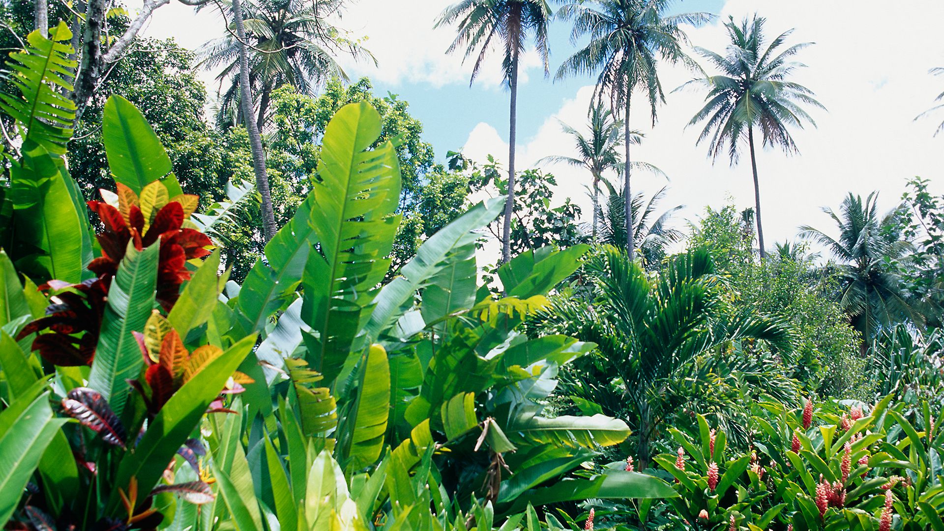 St. Lucias malerischer Norden