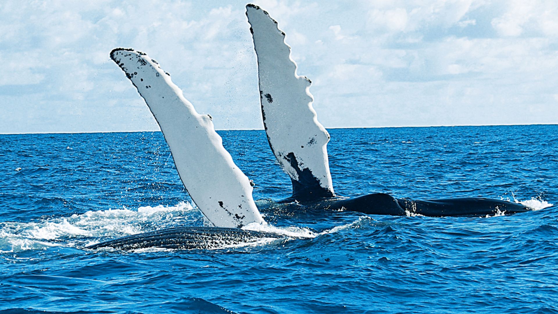 Walbeobachtung mit dem Ausflugsboot