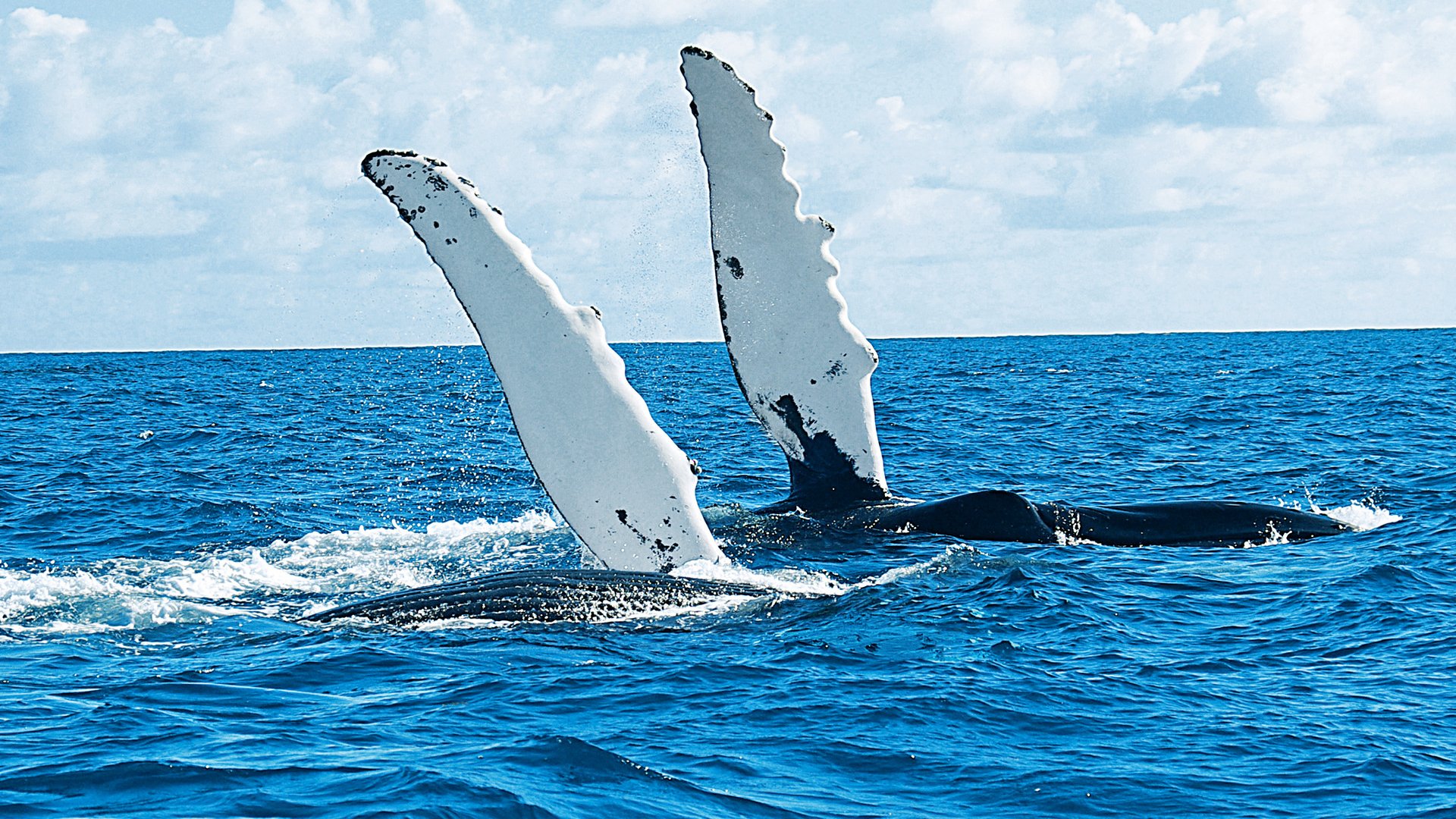 Two humpback whales