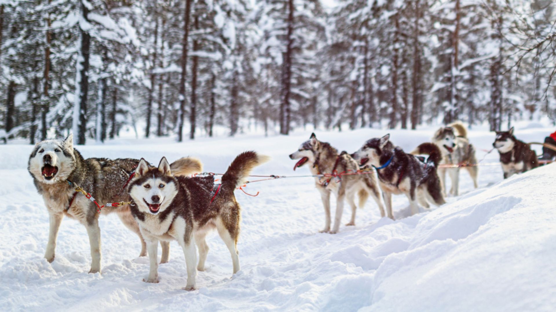 Husky-Abenteuer in Alta