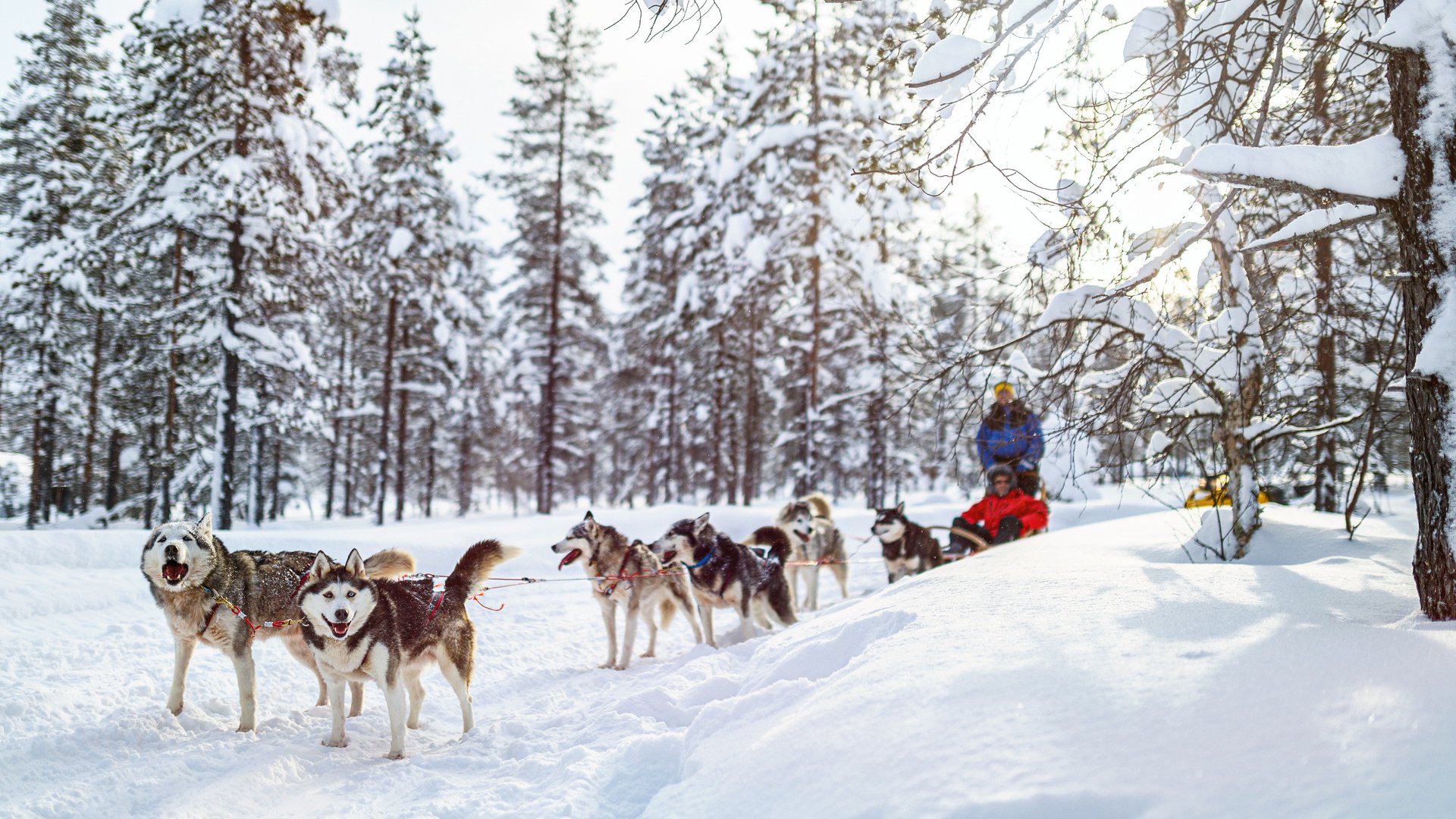 Sledding with husky dogs in Lapland Finland