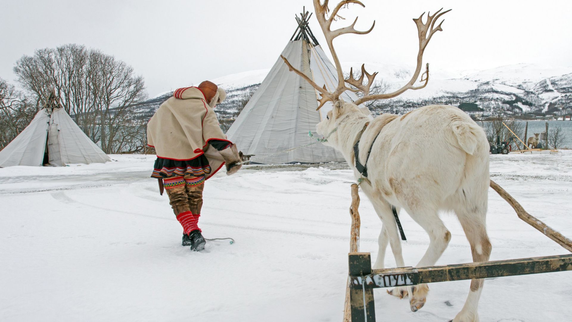Zu Besuch im Sami-Camp und Fahrt im Rentierschlitten