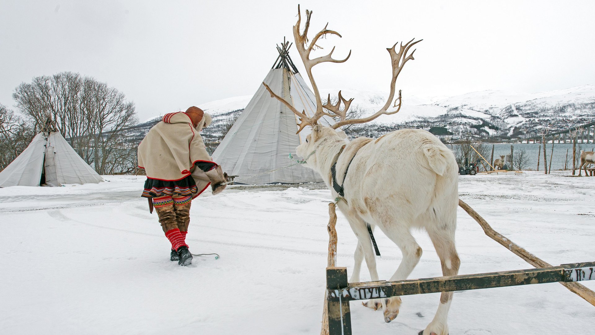  Reindeer breeder dressed in national Same clothes with a reindeer in Tromso.