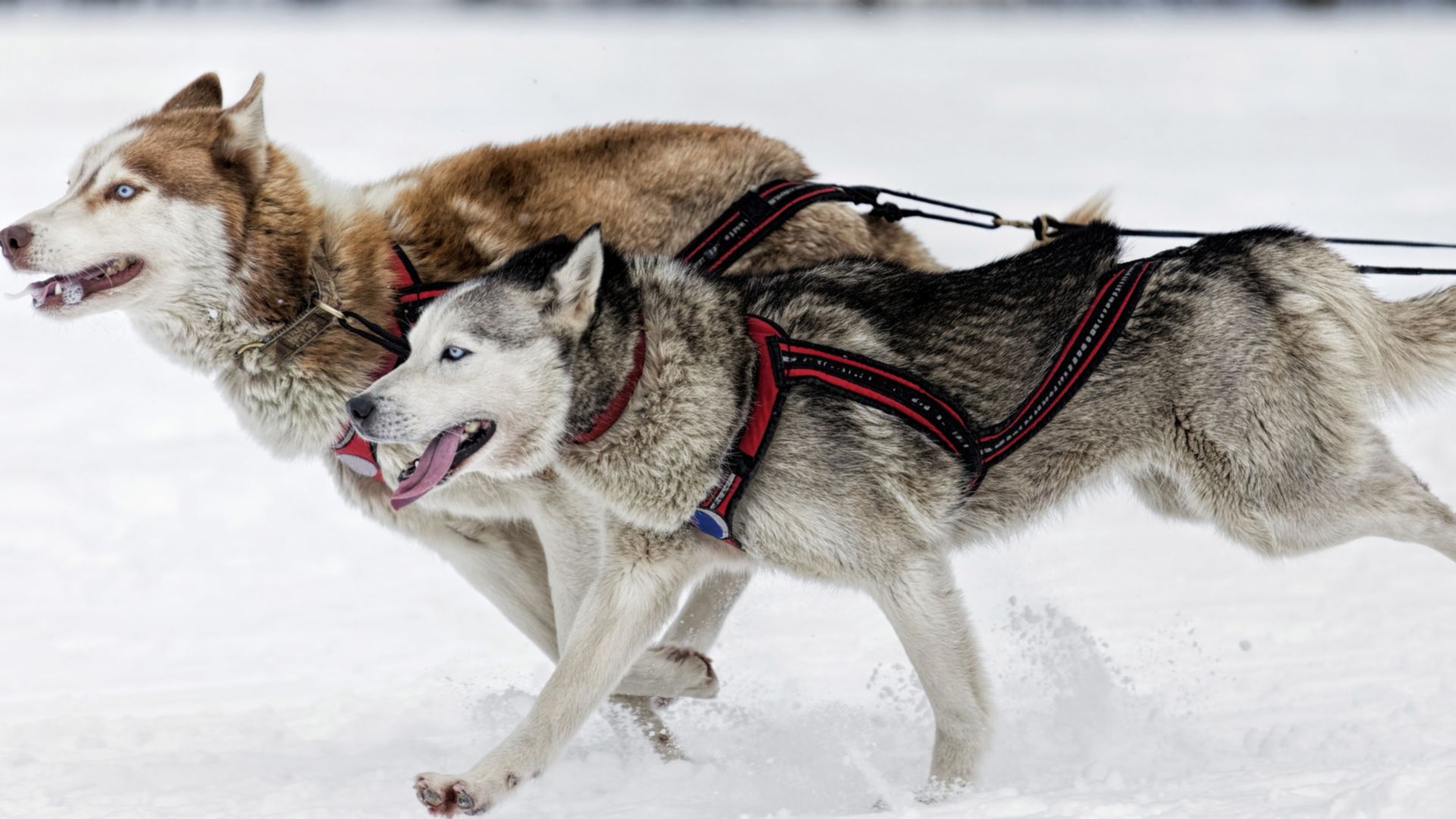 Husky-Abenteuer in Alta