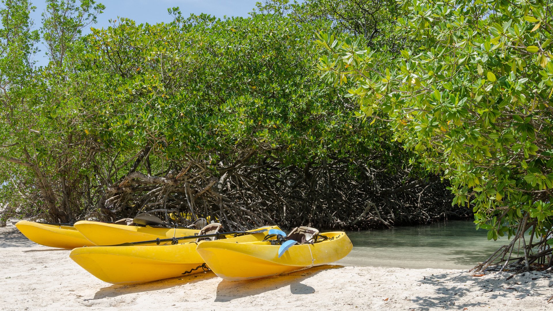 Kayaks at the Mangel Halto beach in Aruba, a caribbean paradise Island