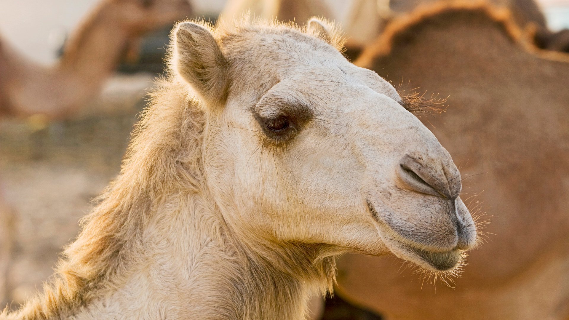 Bahrain: Zwischen Tradition und Moderne