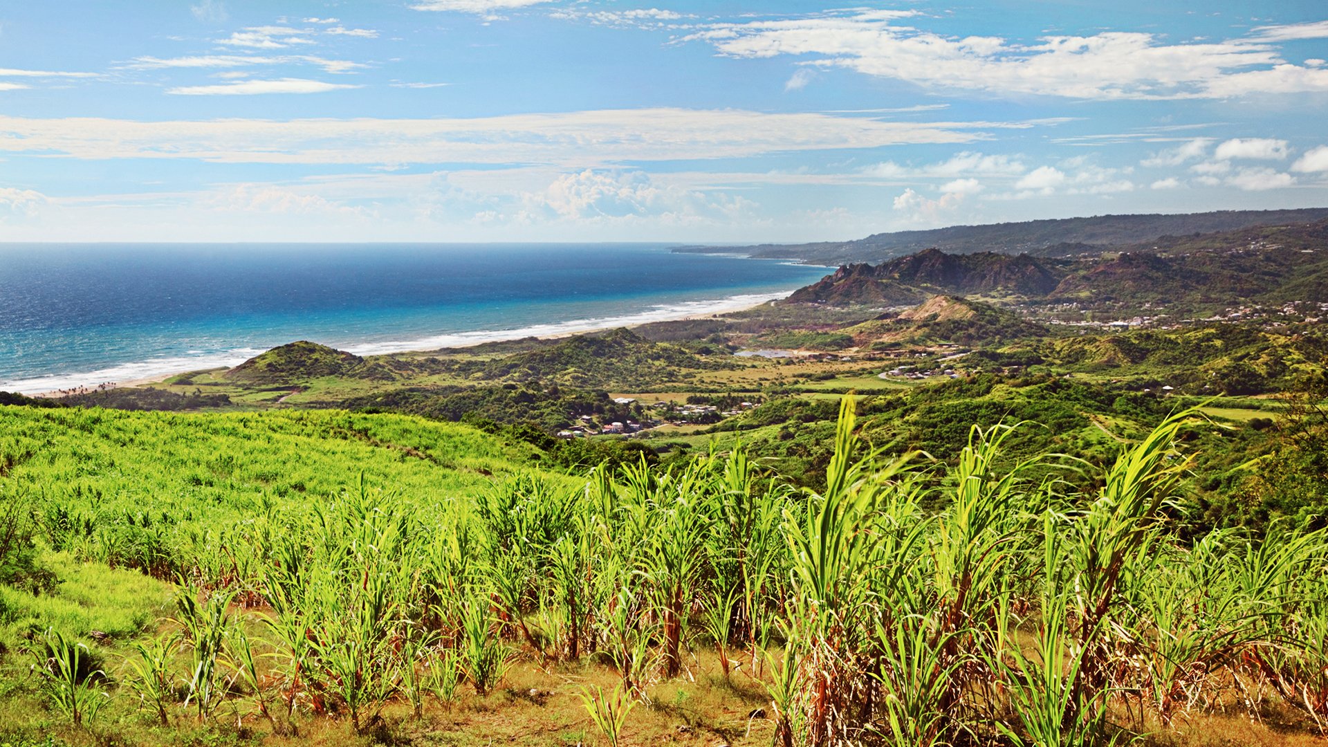 Panorama of Barbados atlantic coast, taken from top of Cherry Tree Hill. Sugar cane field in the foreground.