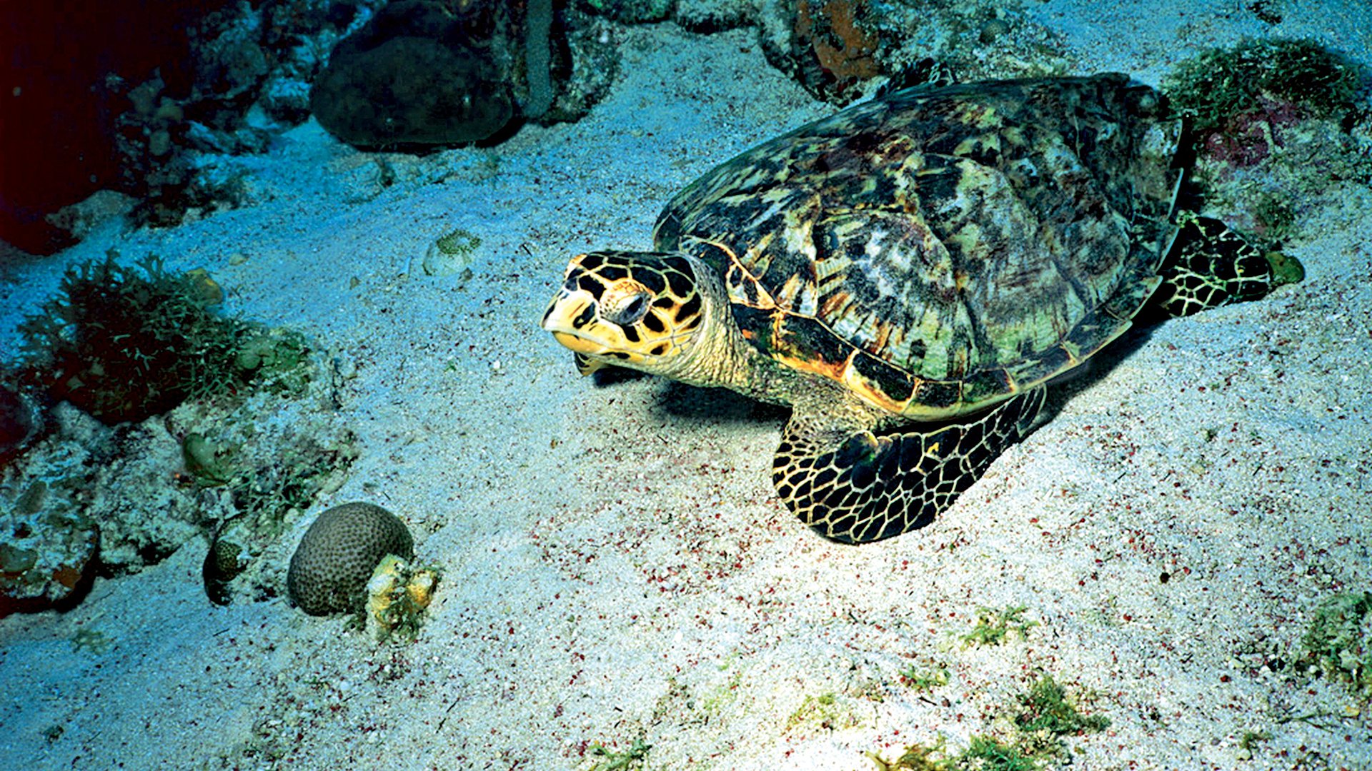 Schildkröten und Meer