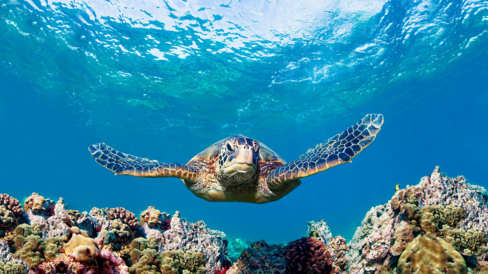 Seaturtlecoral