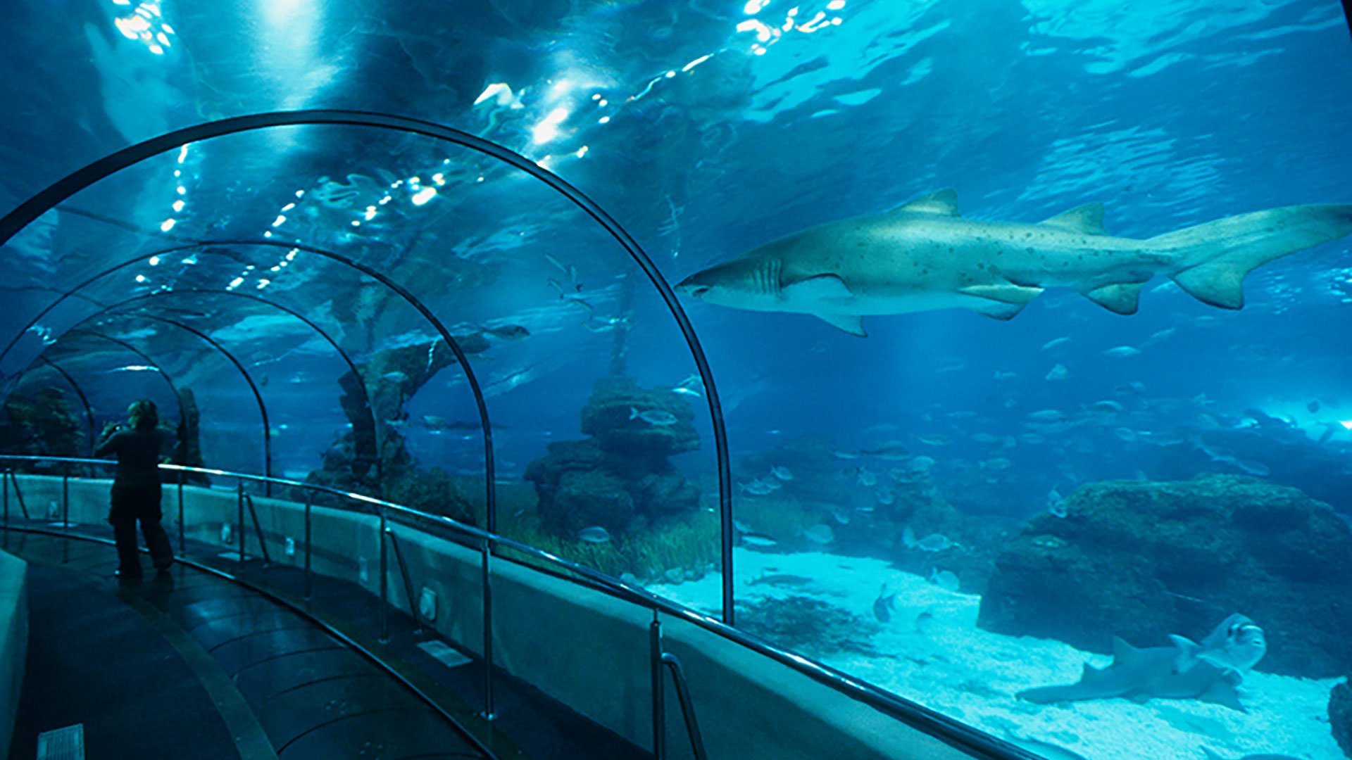 Barcelonas Aquarium und Gotisches Viertel